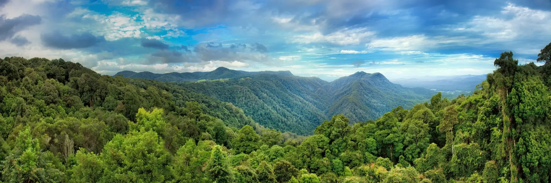 IPCC Forests Image