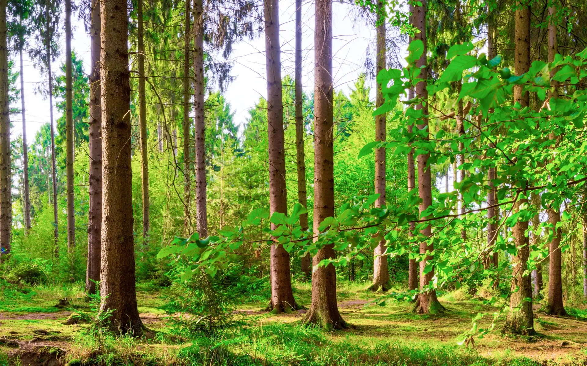 Woodlands in the Sunlight