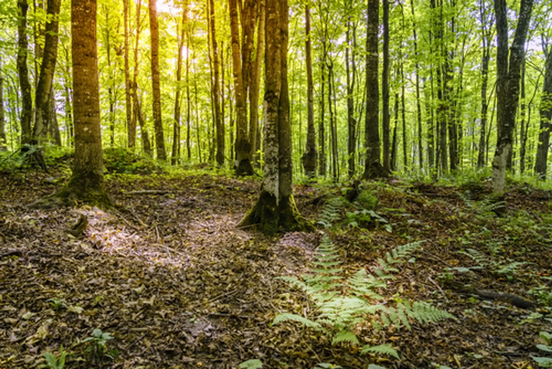 UP Forest Image