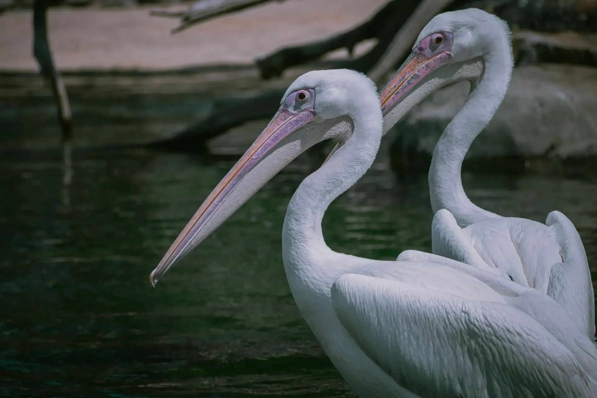 White Pelican