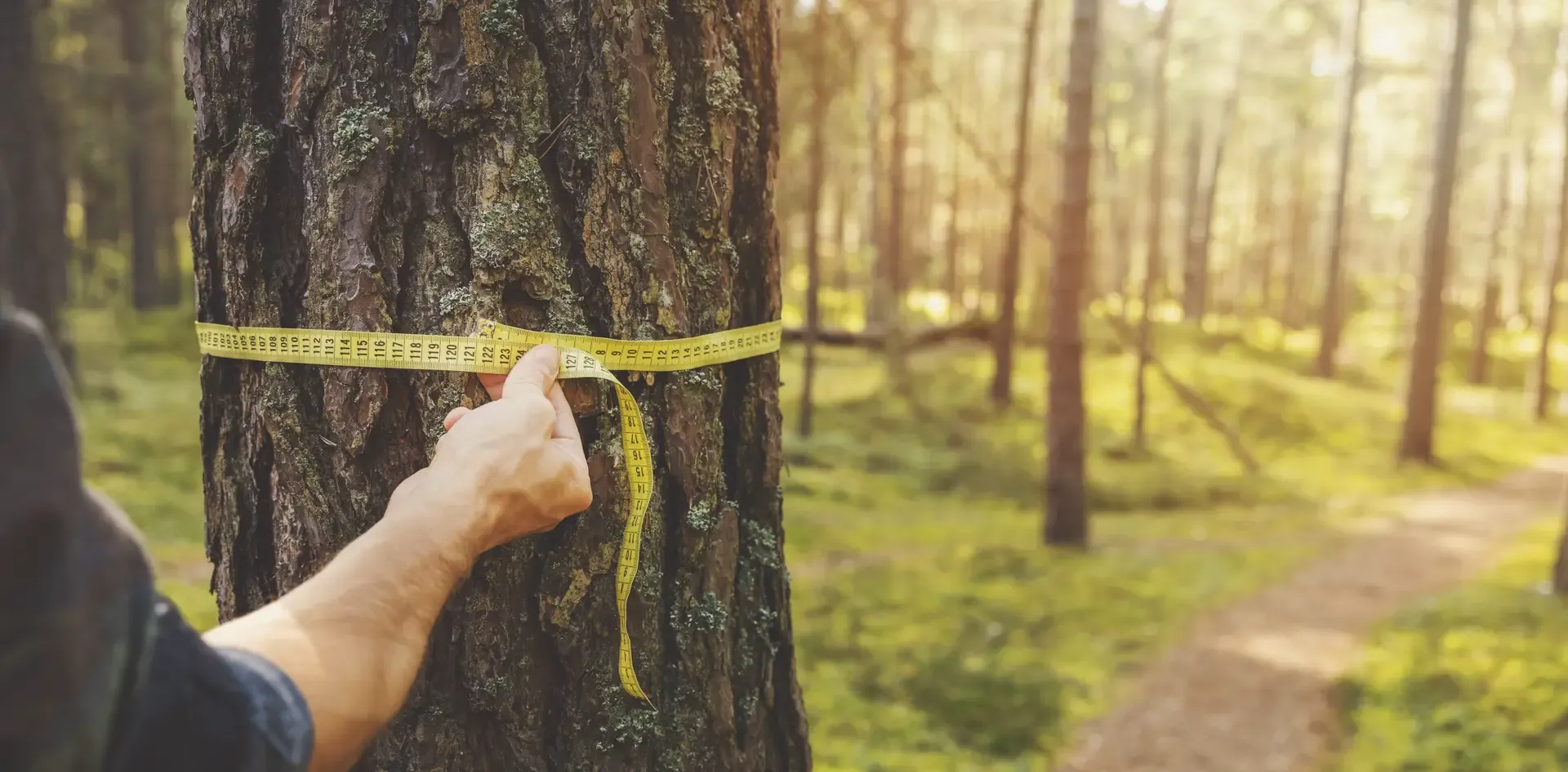 AFF Forester Measuring Landowner-s Tree