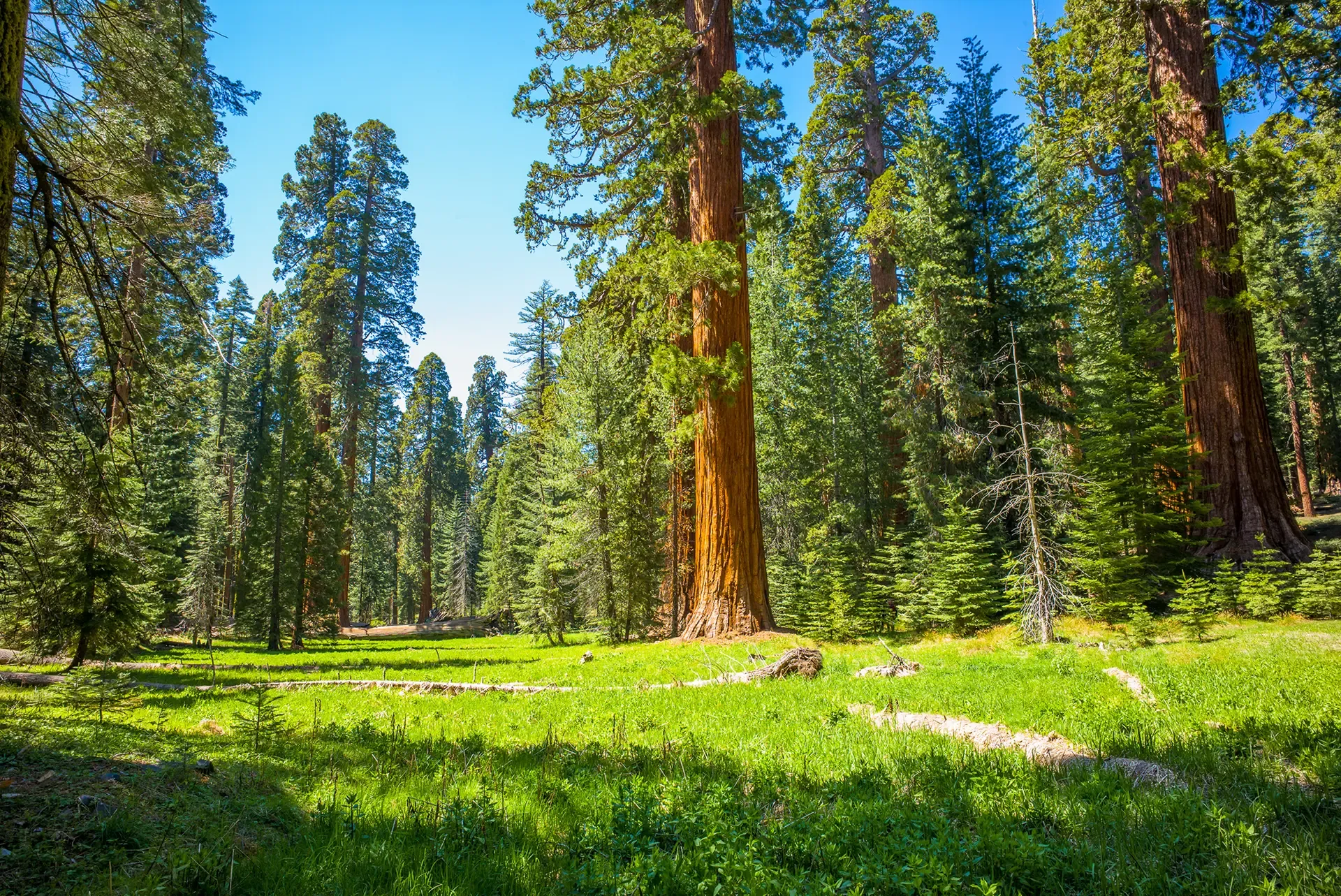Redwood Forest-CA