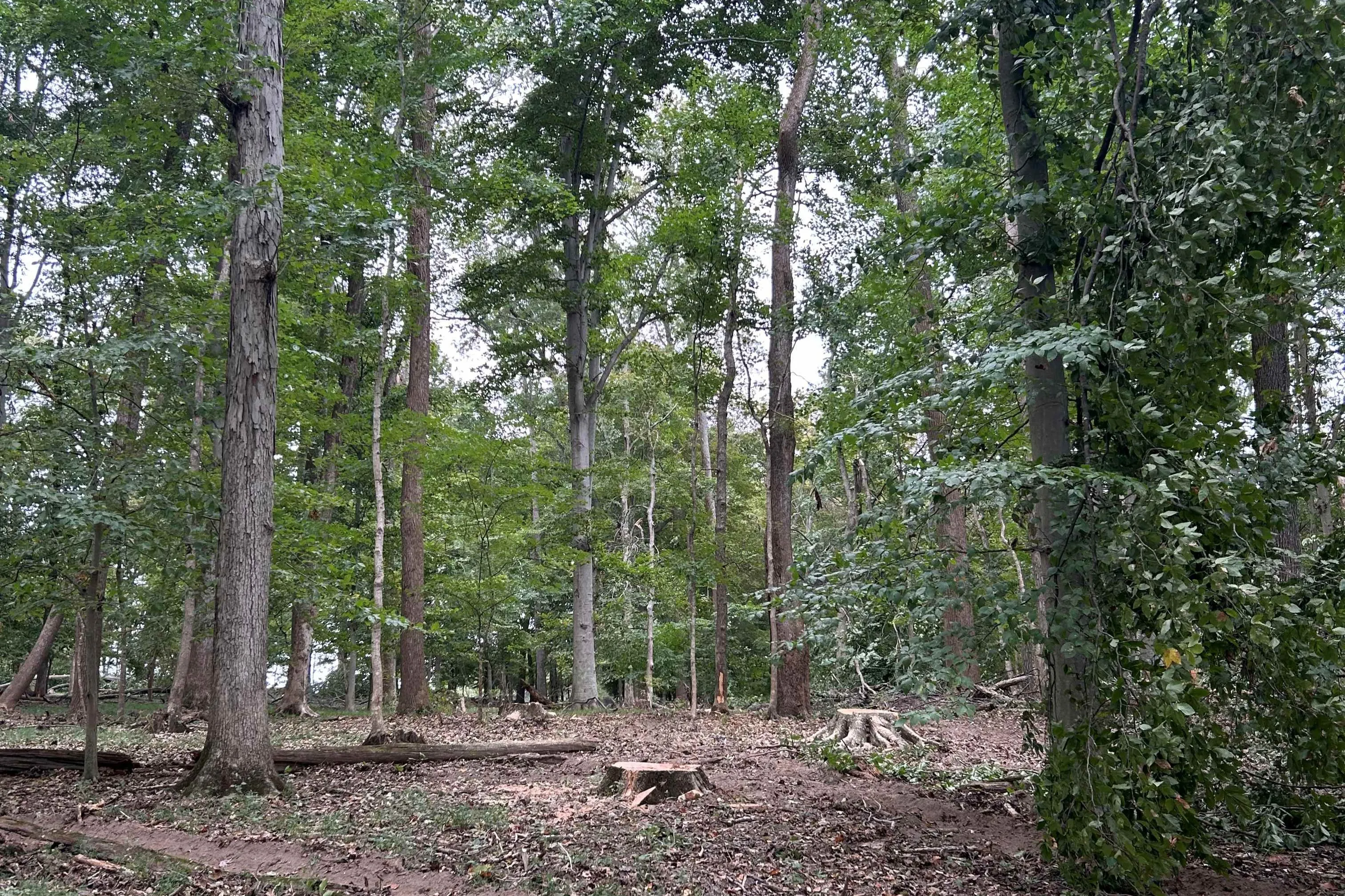 Gentle Harvest in Over Mature Stand
