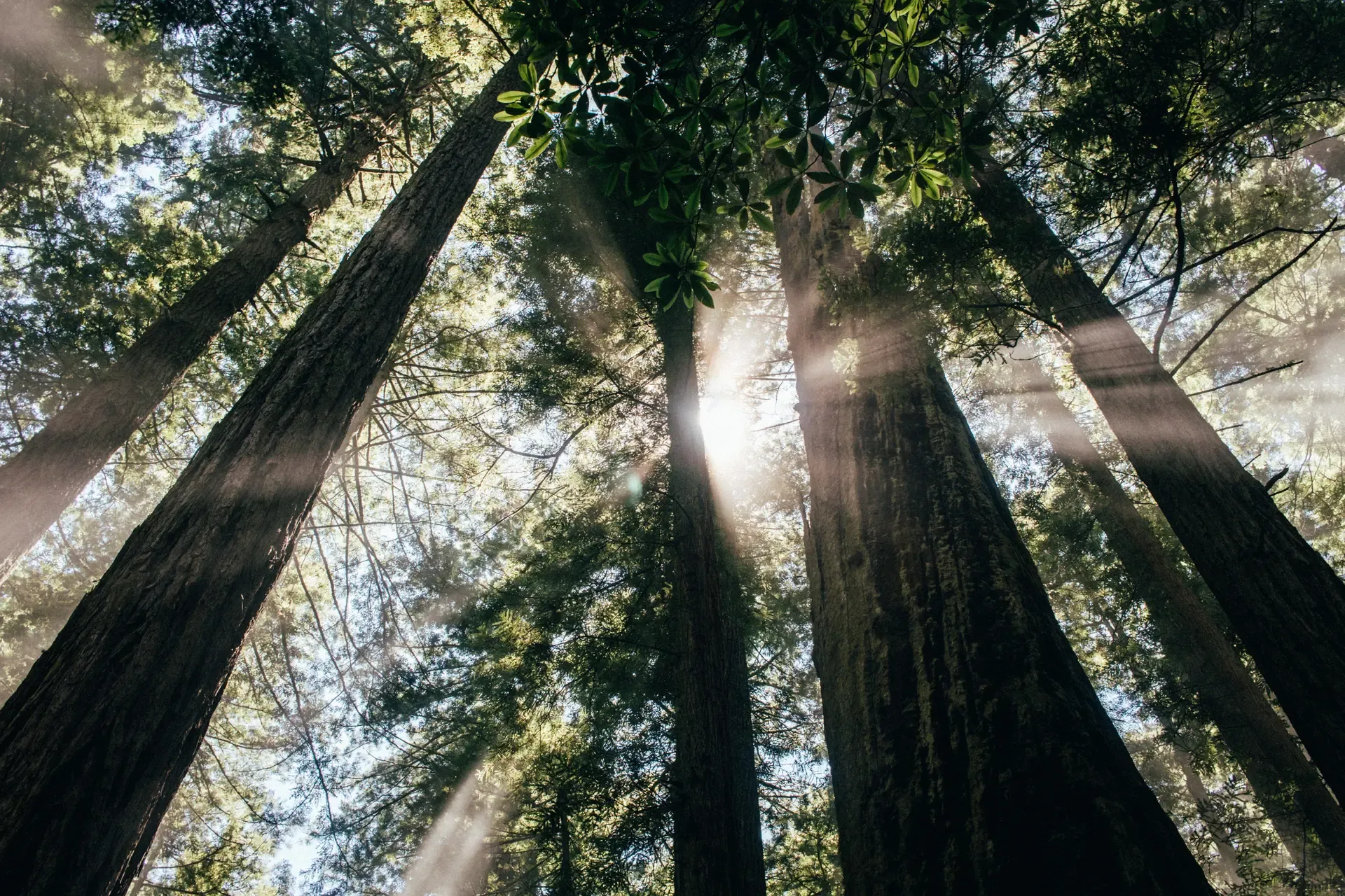 spencer-backman-oWEf4NRgHd0-unsplash
