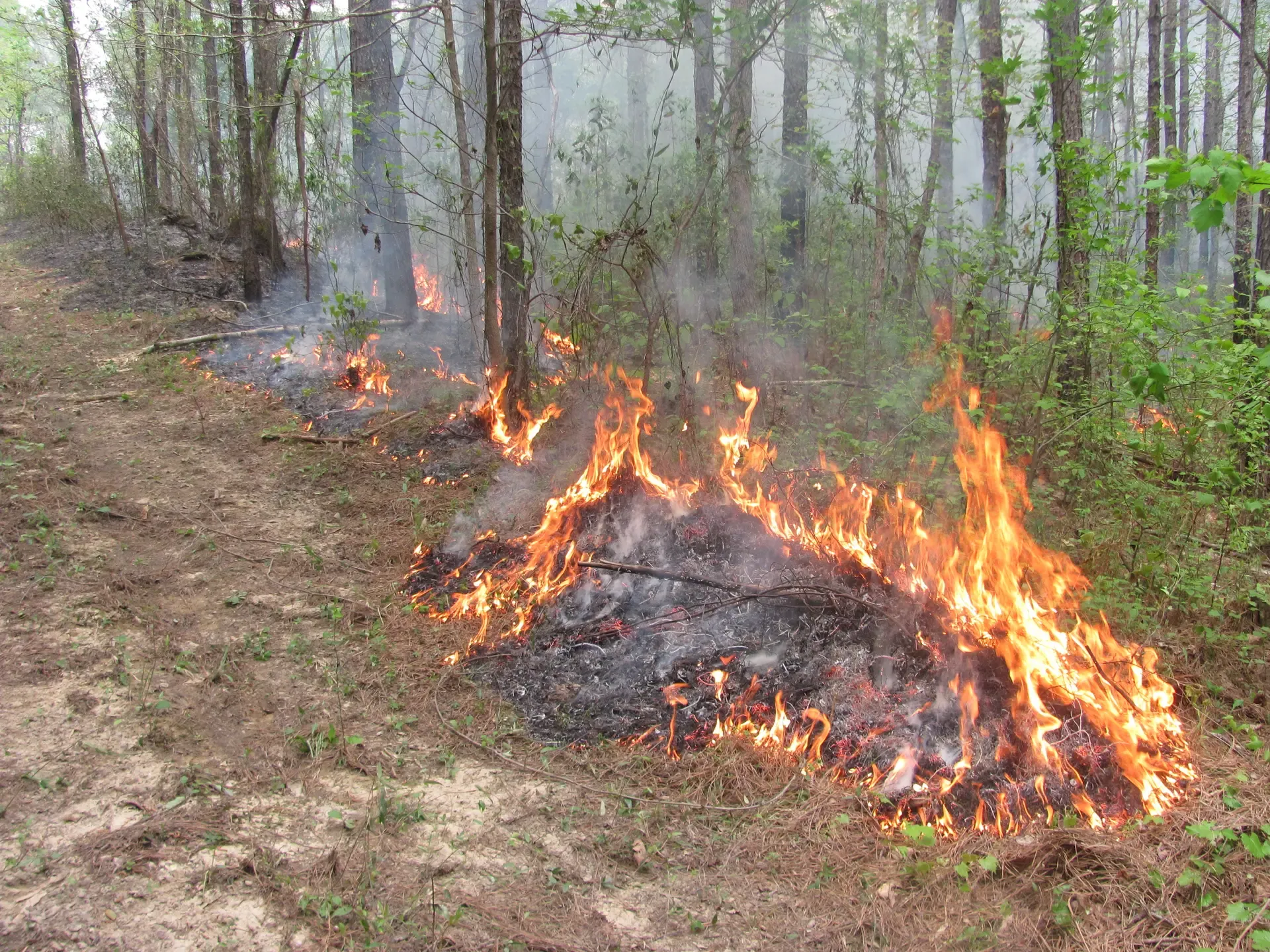 Prescribed Burn on Brinley Hocutt's Tree Farm