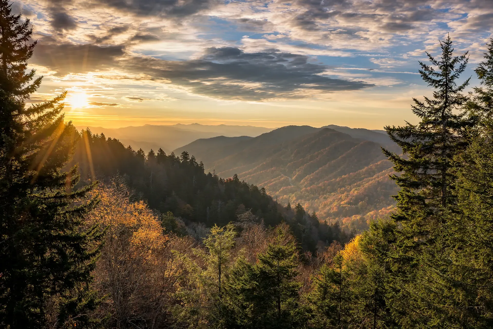 Tennessee Forests