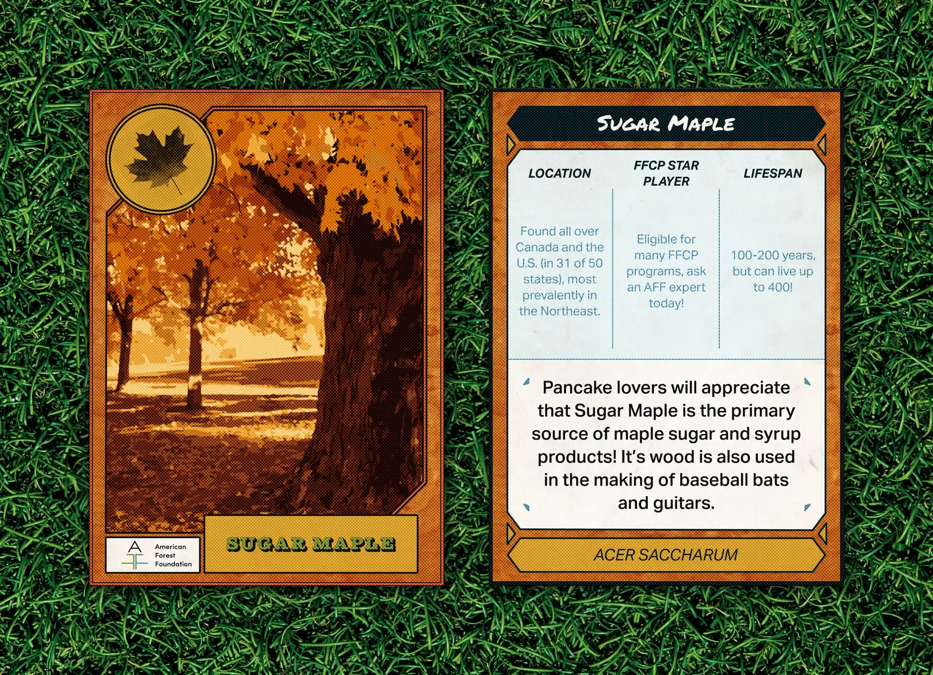 Sugar Maple Grass