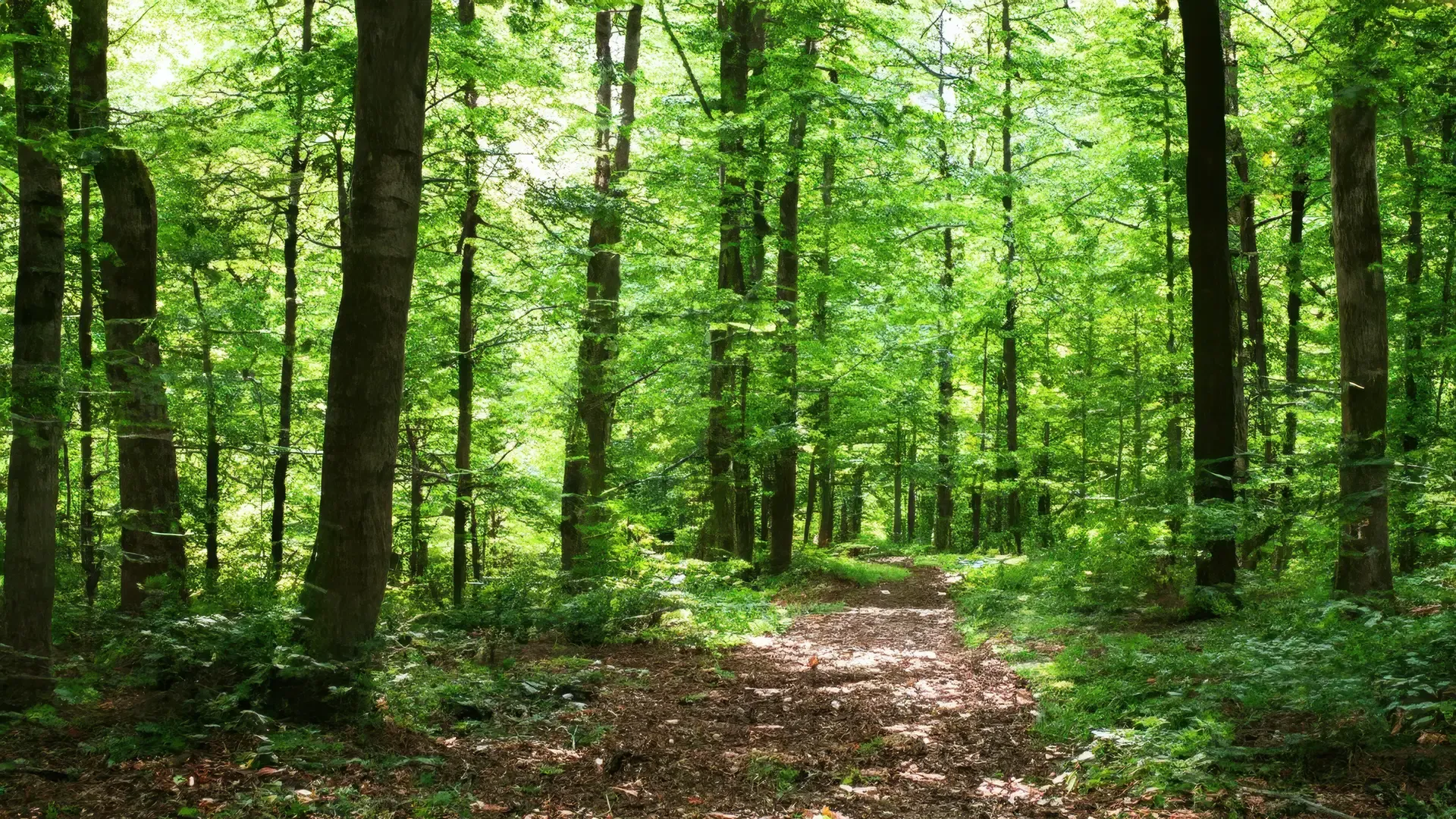 Forest Pathway