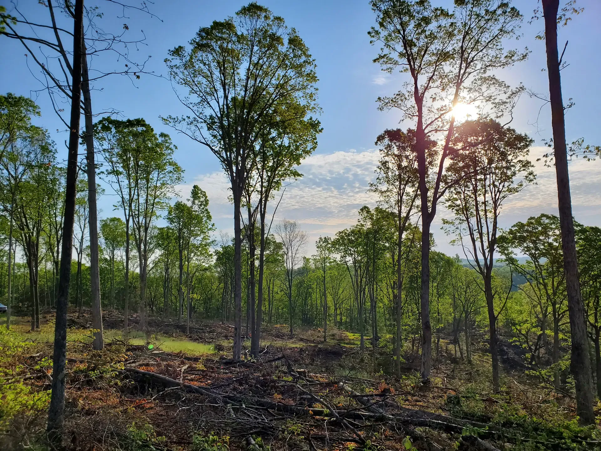 White Oak Forest-Dwayne Wright Greenwood