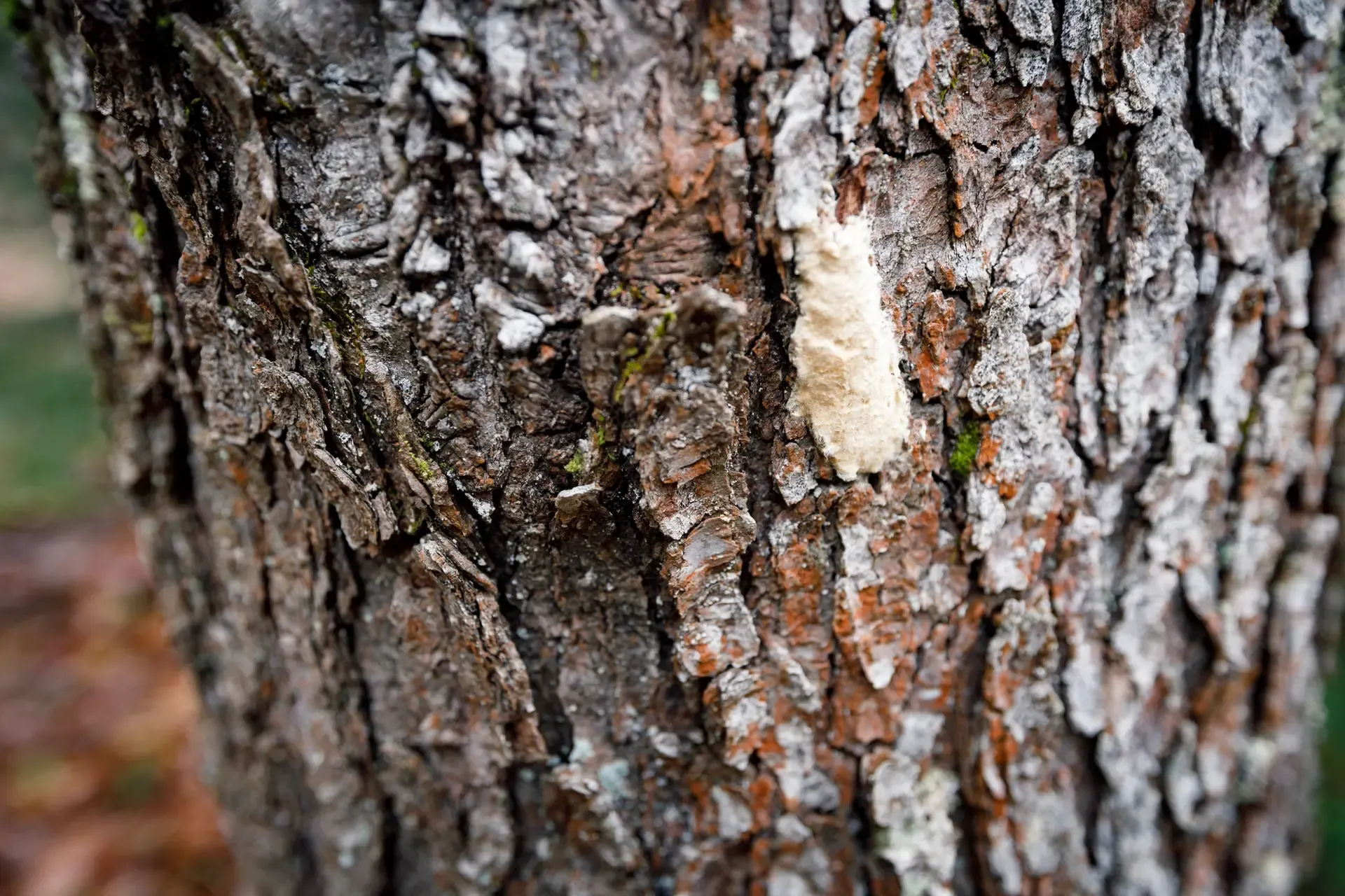 Gypsy Moth on Susan Benedict Woodland