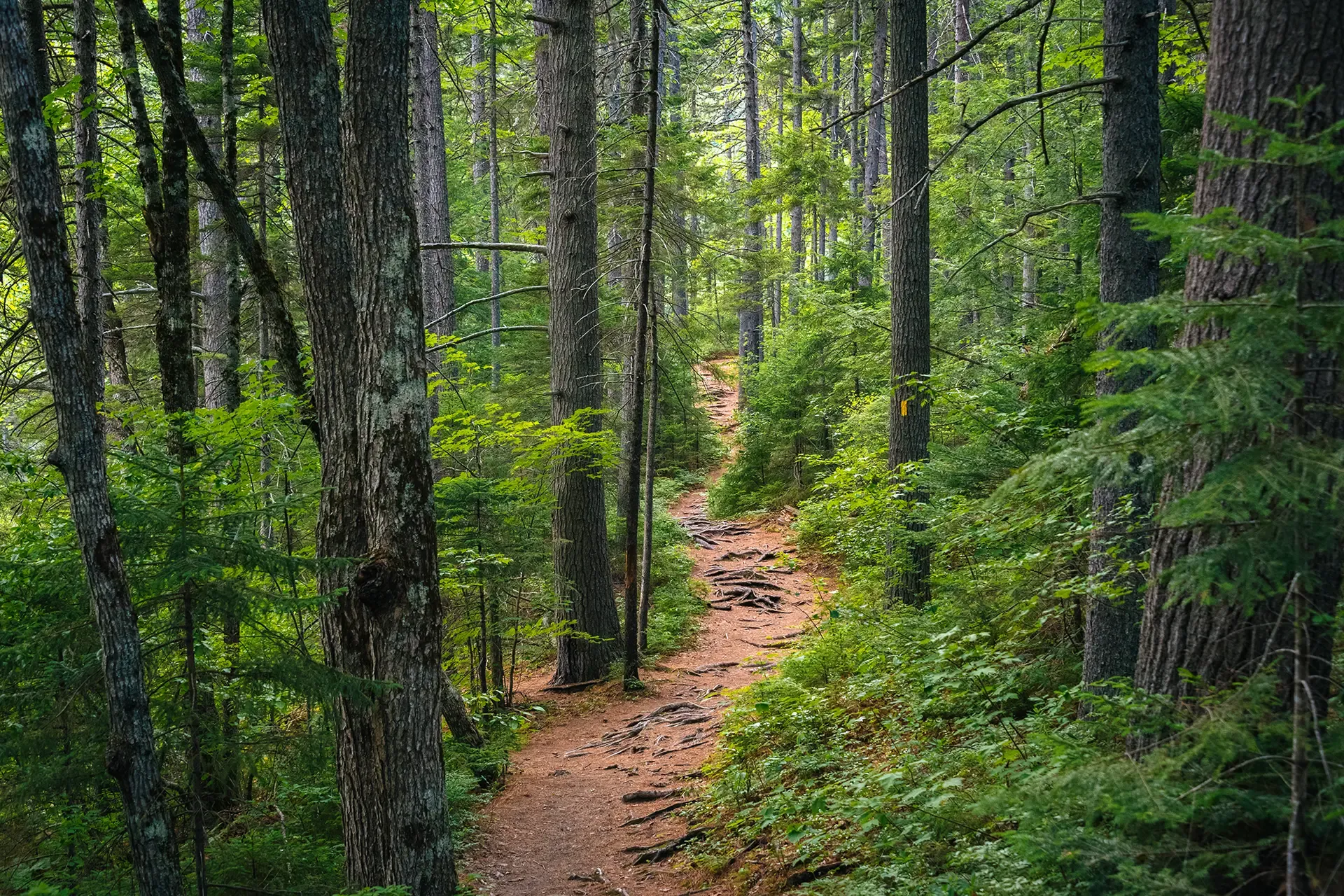 shutterstock_1297387849