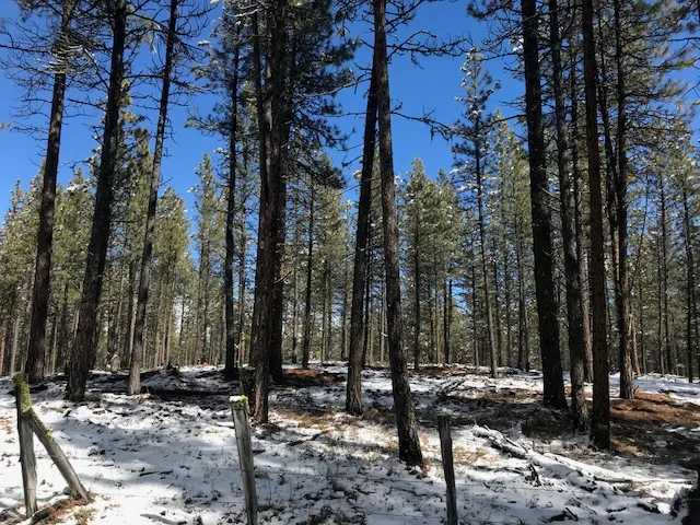 AFF-Defrees Tree Farm (OR)-after treatment