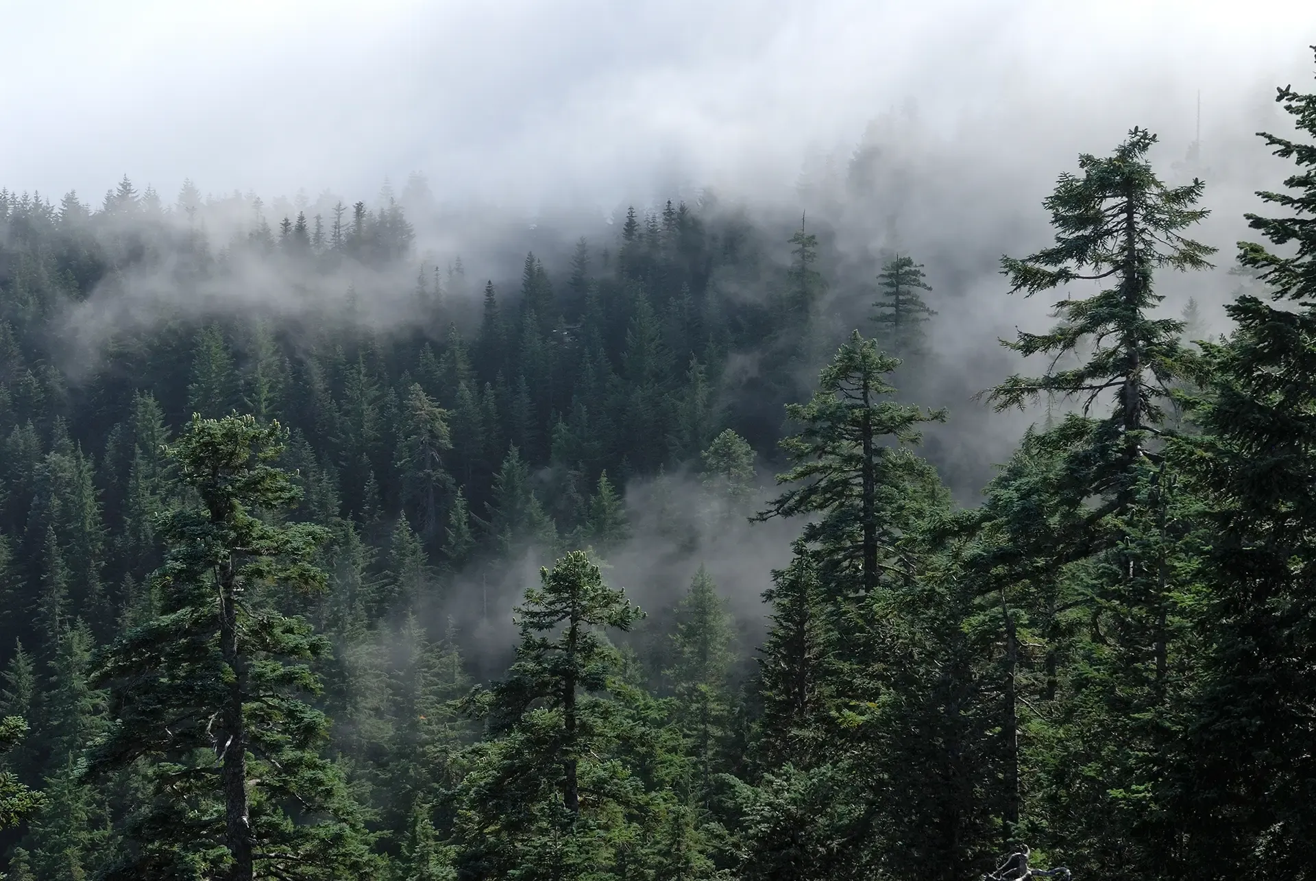 Forest in OR