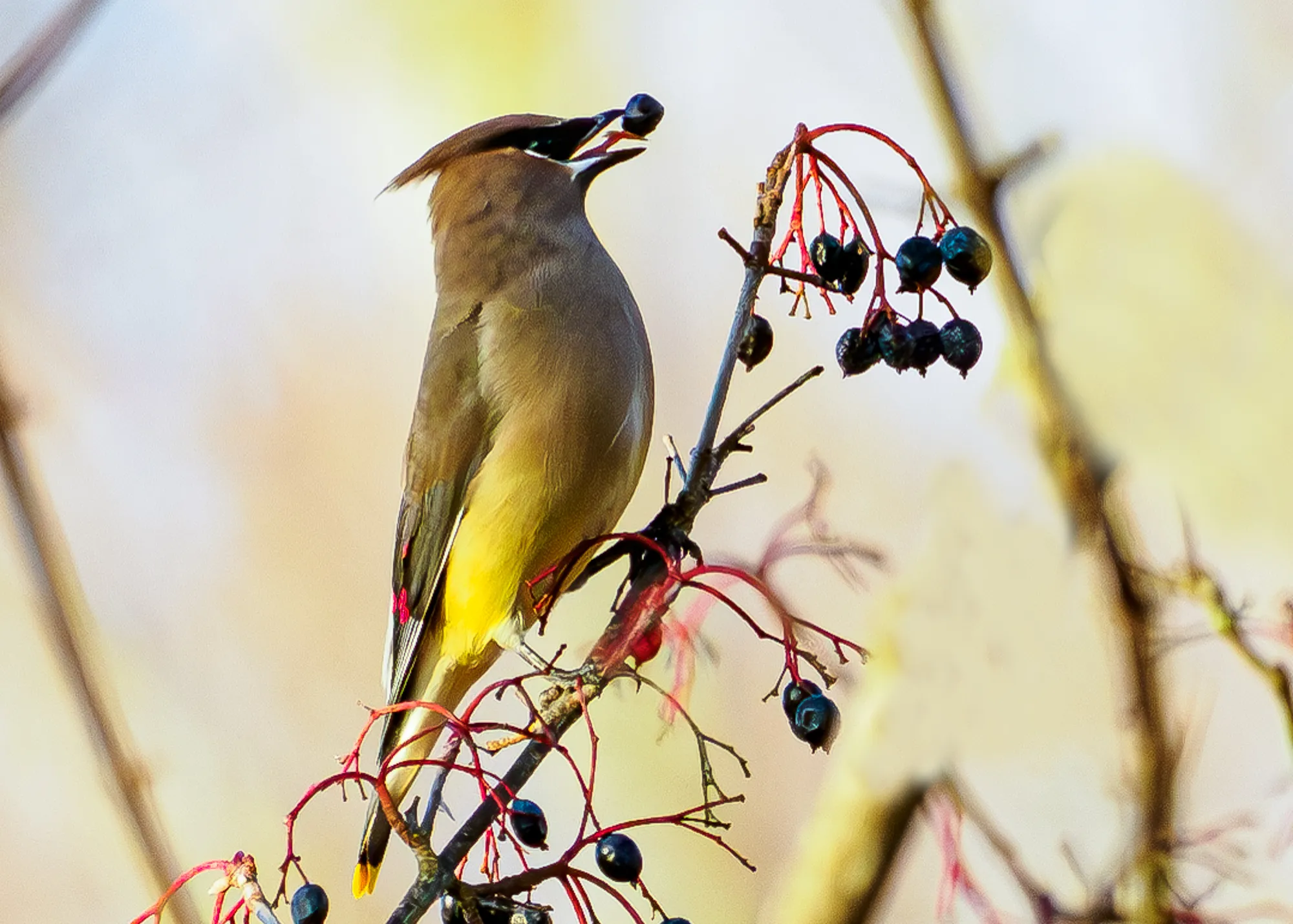 Jackson Cedar Waxwing