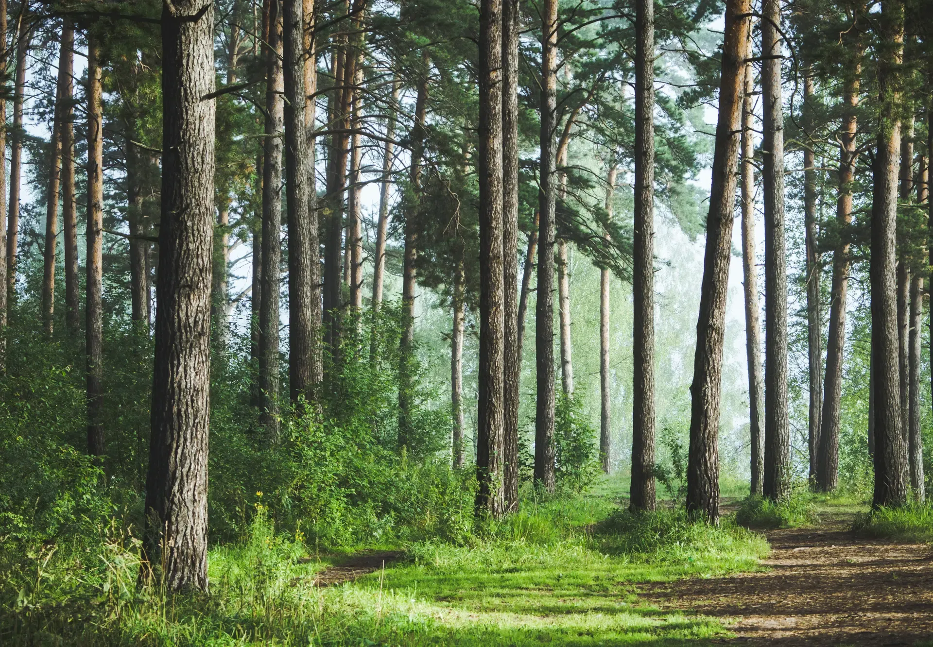 Healthy Green Forests and a Path Running Down the Right Side of the Image