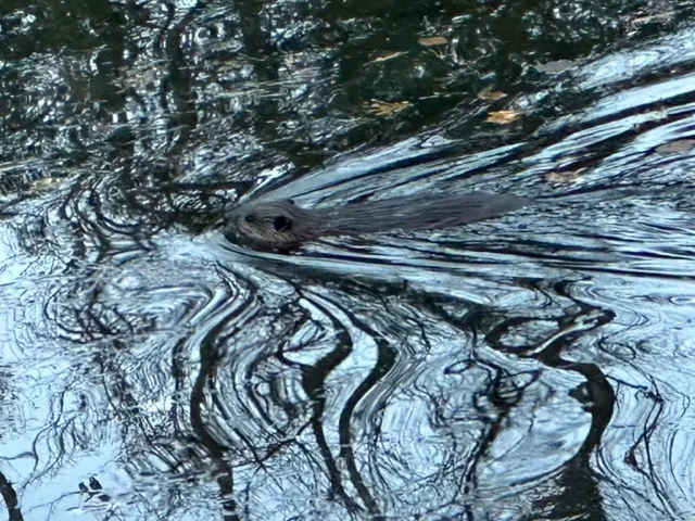 Susan Benedict Beaver