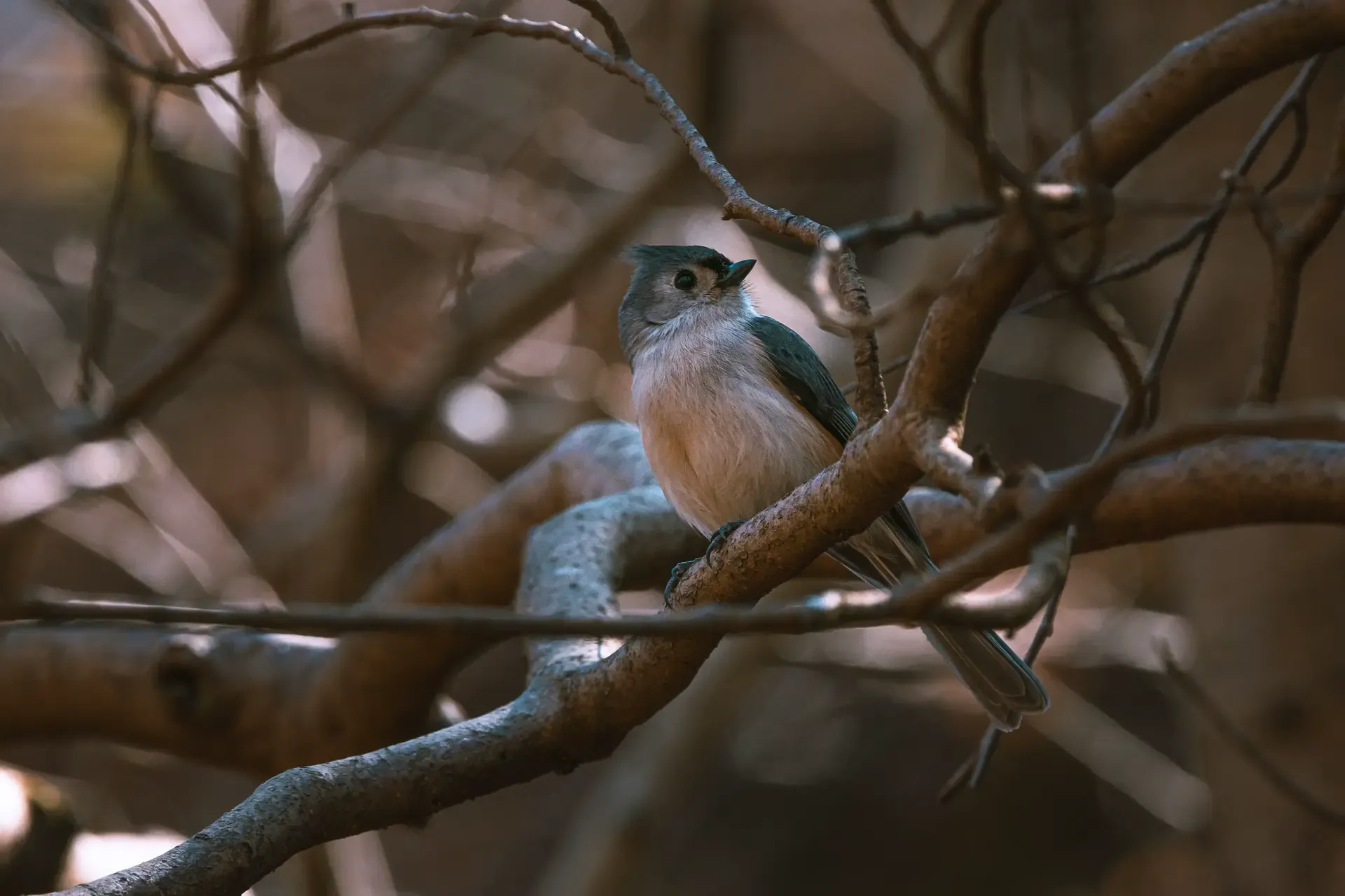 Tufted Titmouse