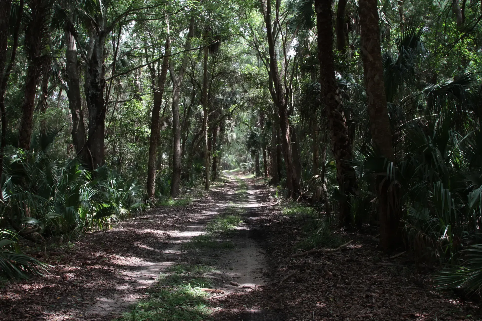 AFF-Florida Forest