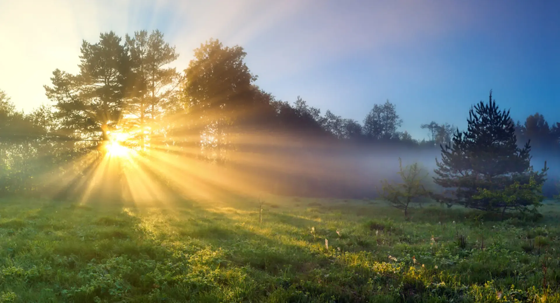 Sunlight glistening through trees onto a field.