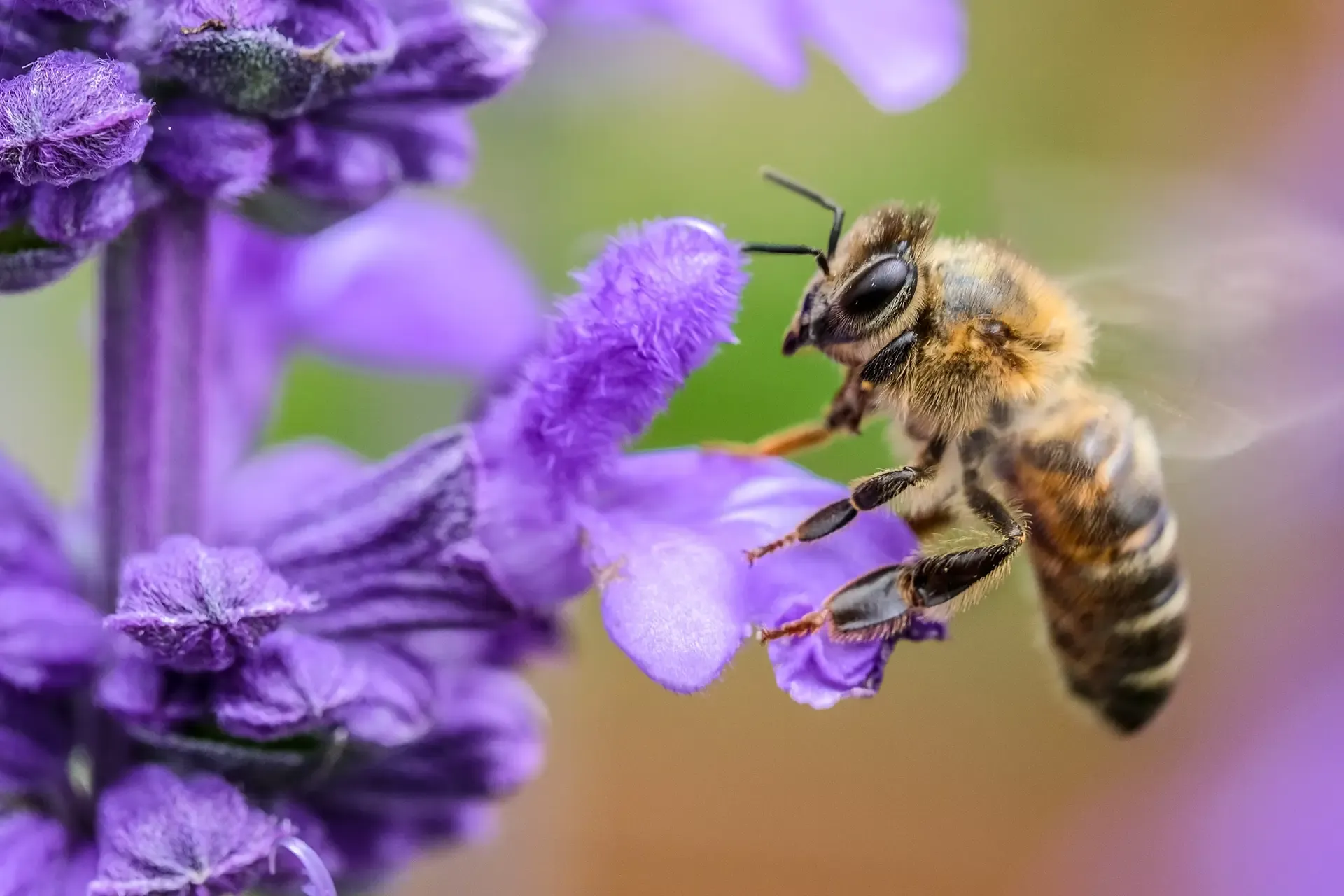 AFF-Bee-and-Flower