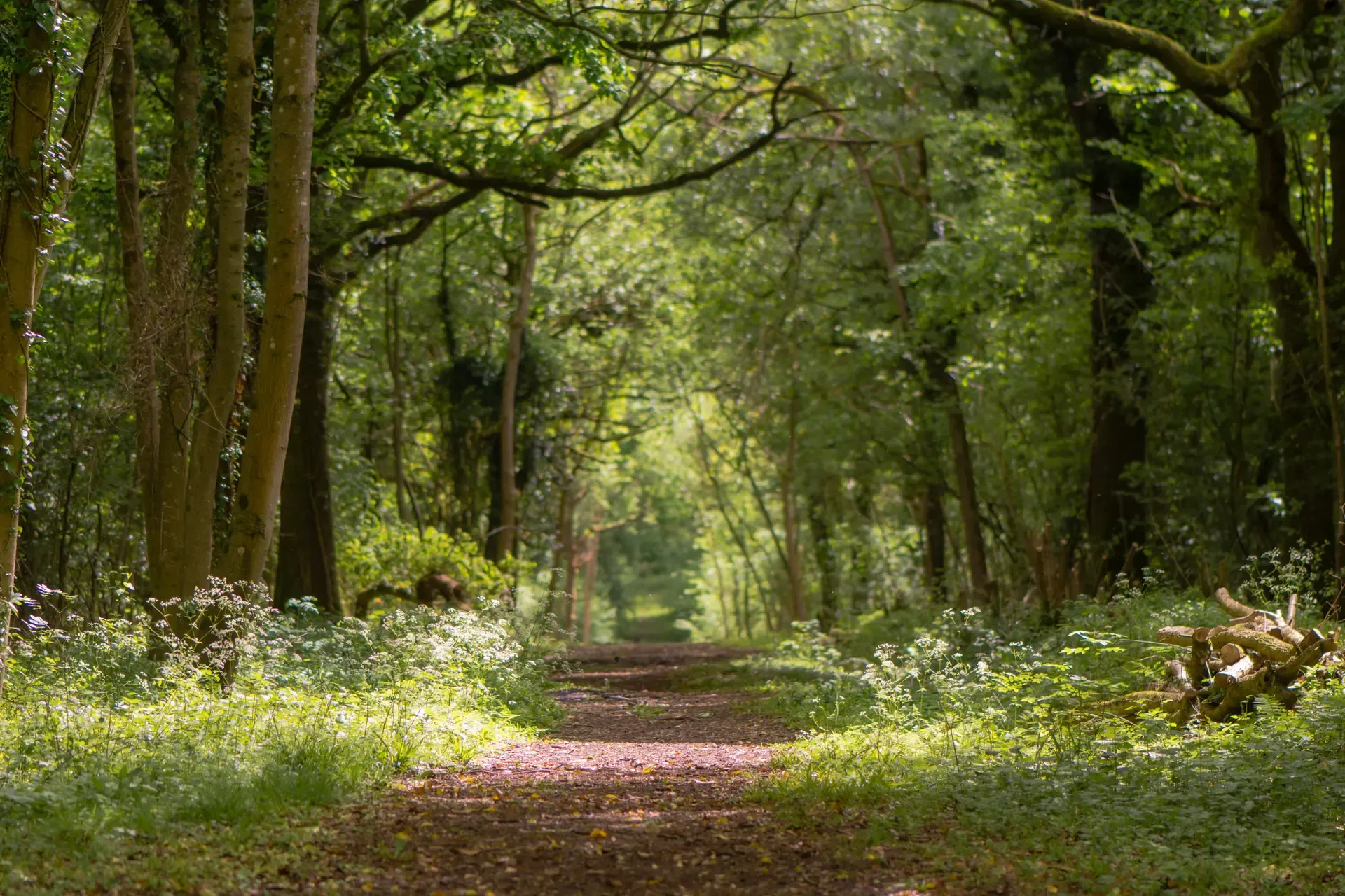 Woodlands (Carbon 101)