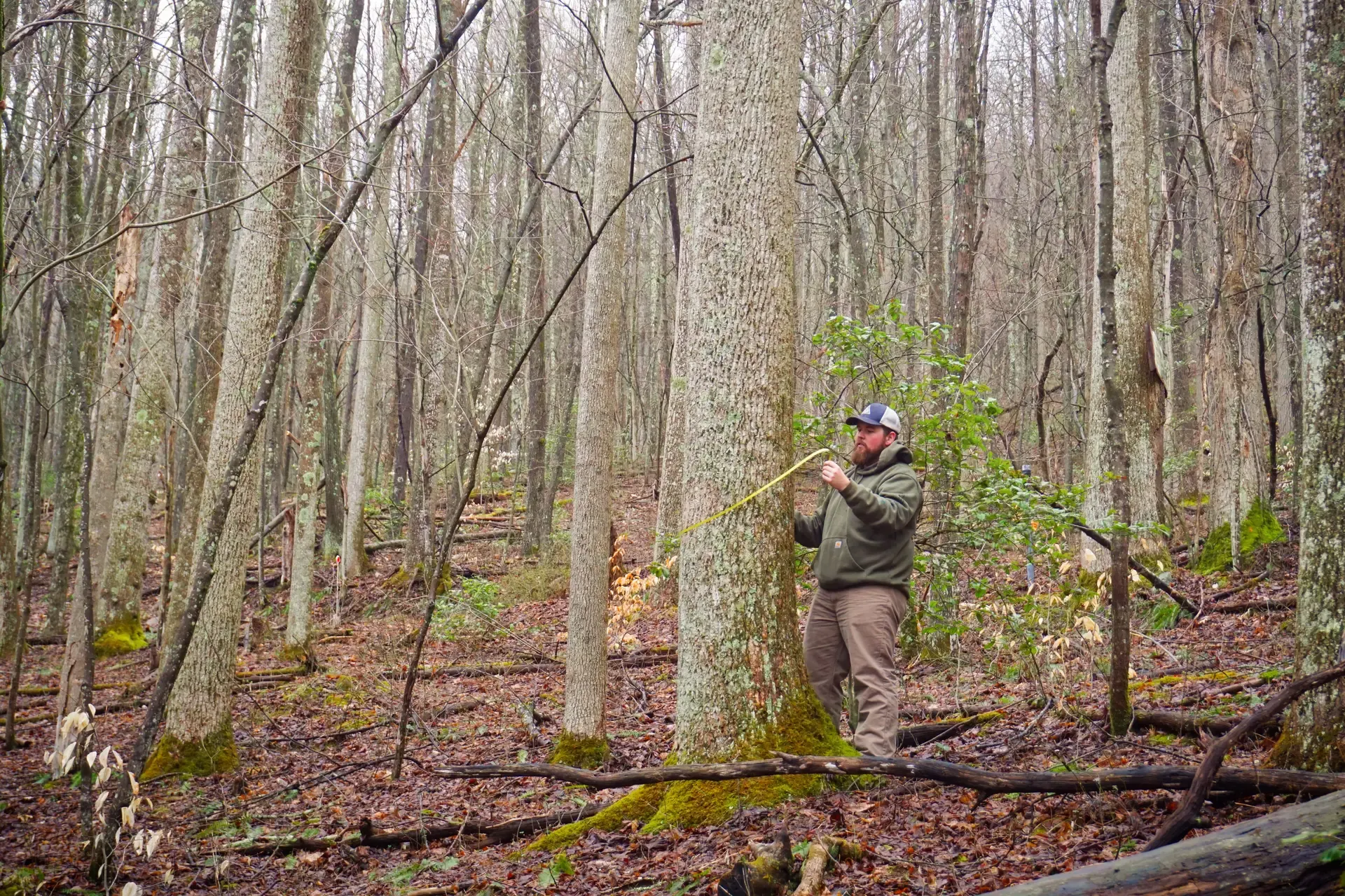 Garrett Hamilton (AFF Staff) Measuring Tree