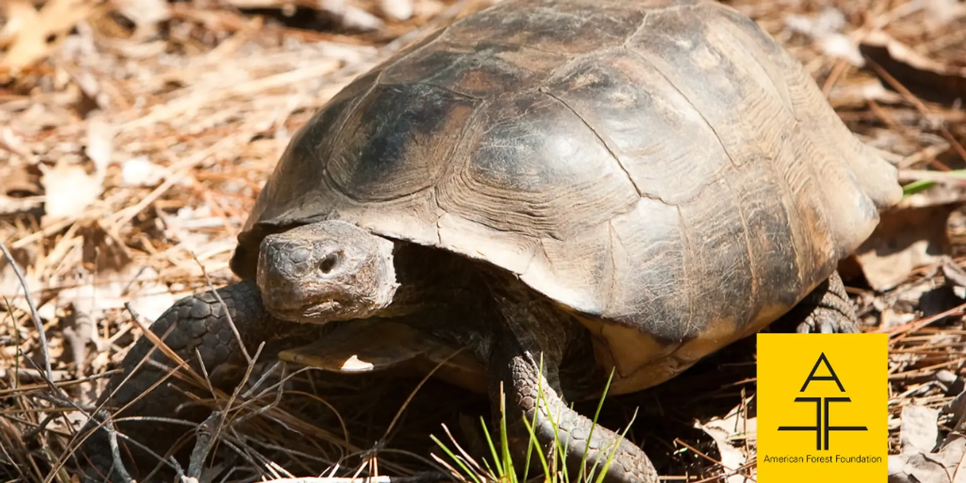 Gopher Tortoise-Shutterstock