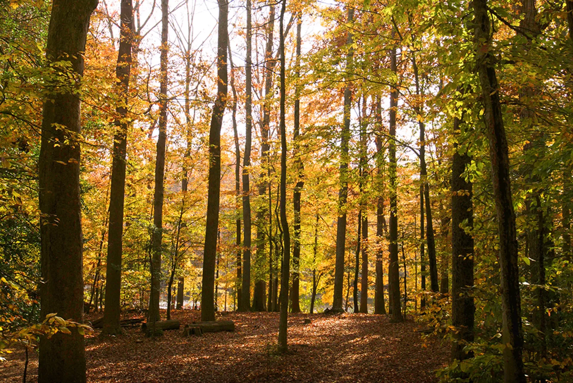 Fall Forest
