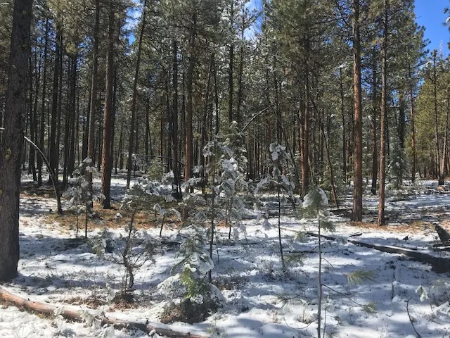 Defrees Family Tree Farm (OR) before treatment
