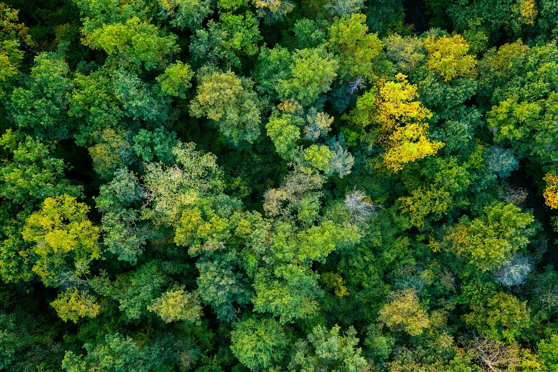Aerial View of Forest