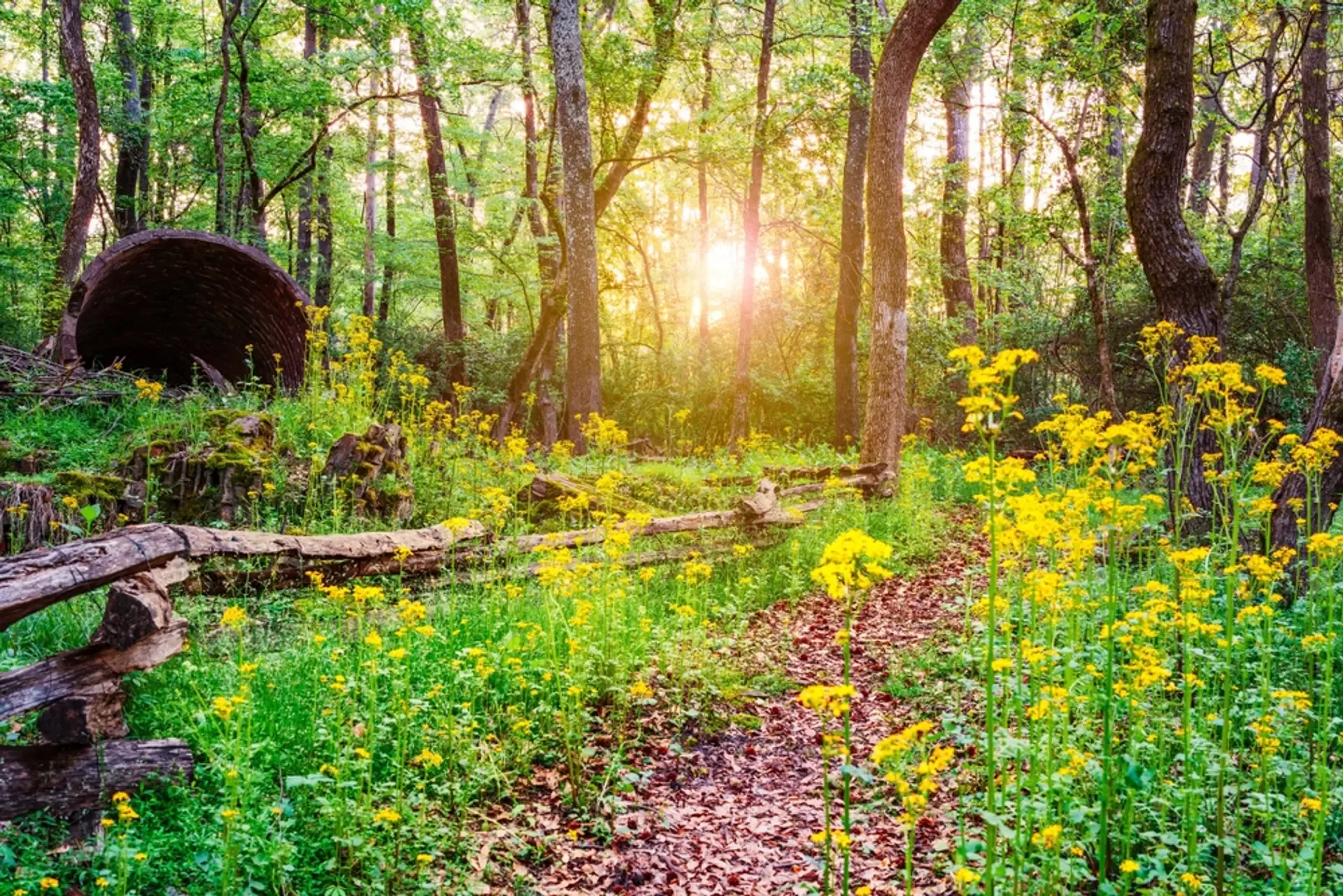 A wooded trail in Athens, Georgia