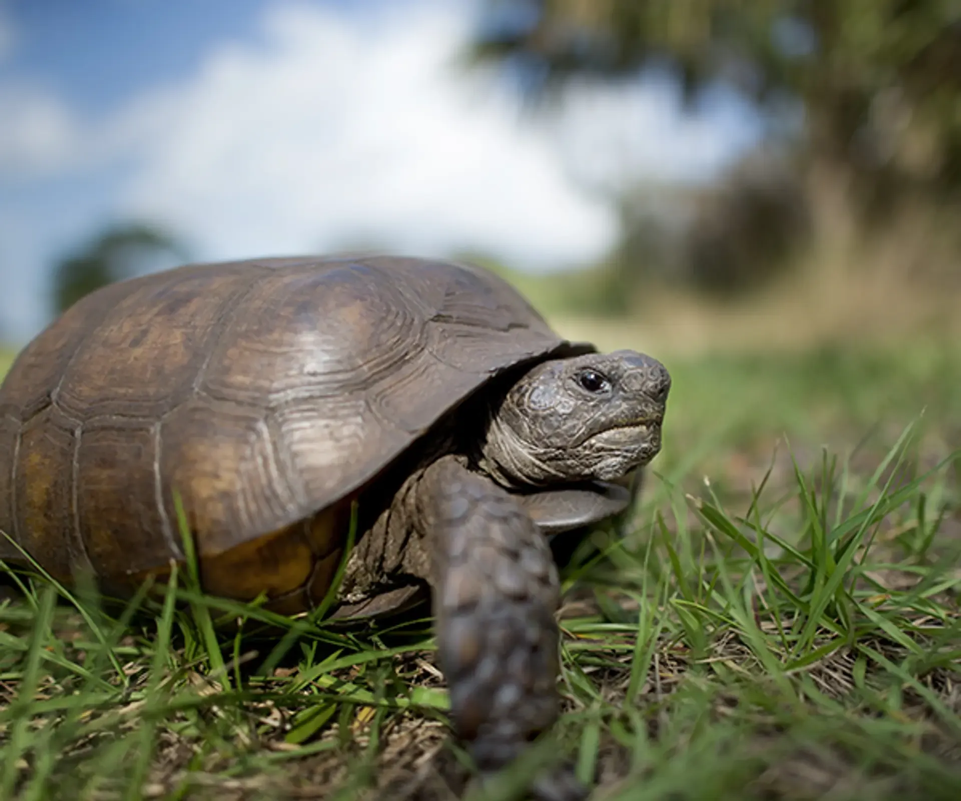 Gopher Tortoise_Shutterstock_572756983