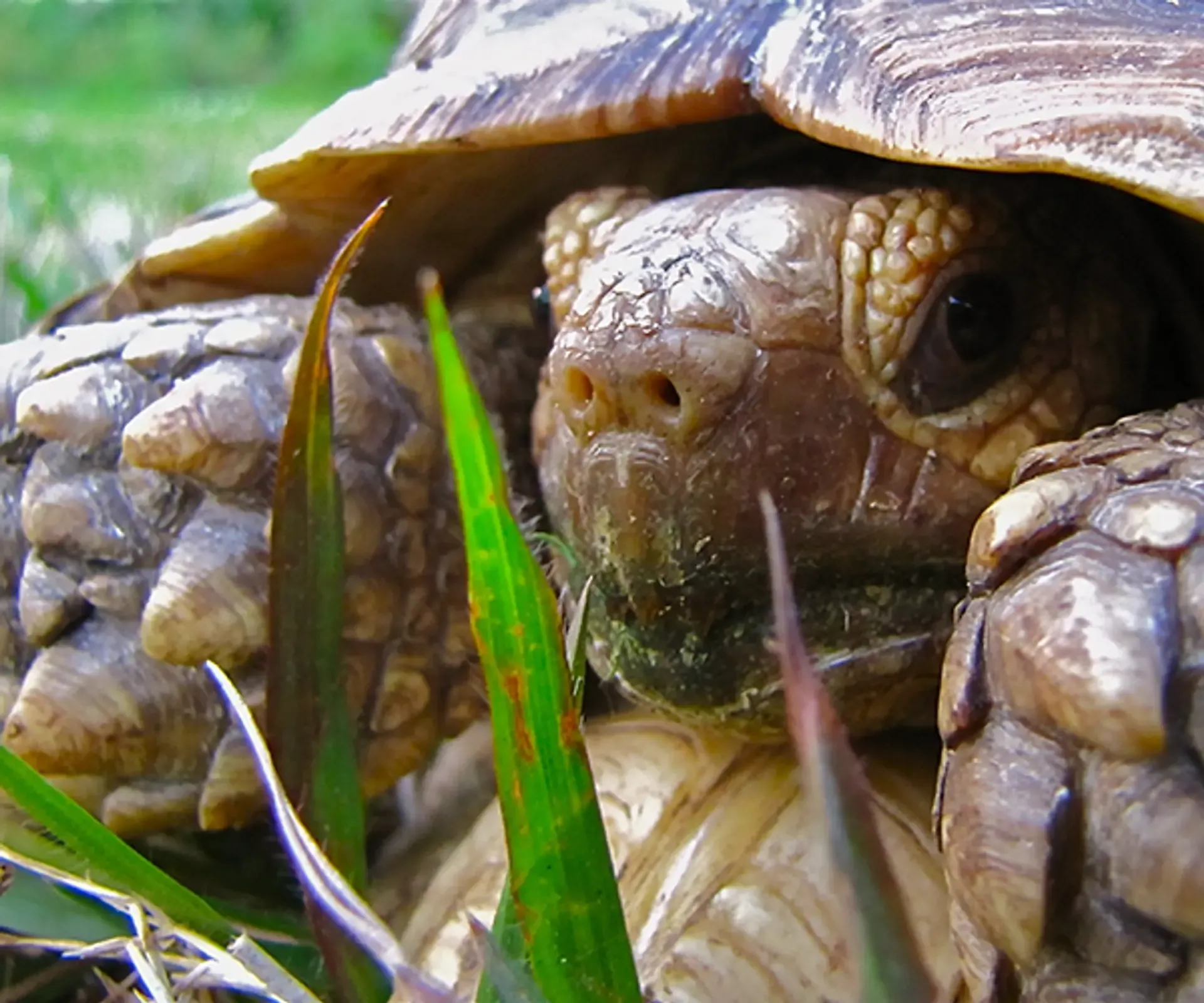 Gopher Tortoise_Shutterstock_106140143