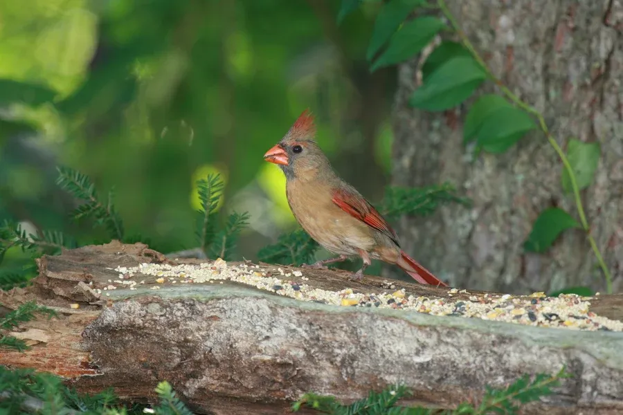 Female Northern Cardinal AFF