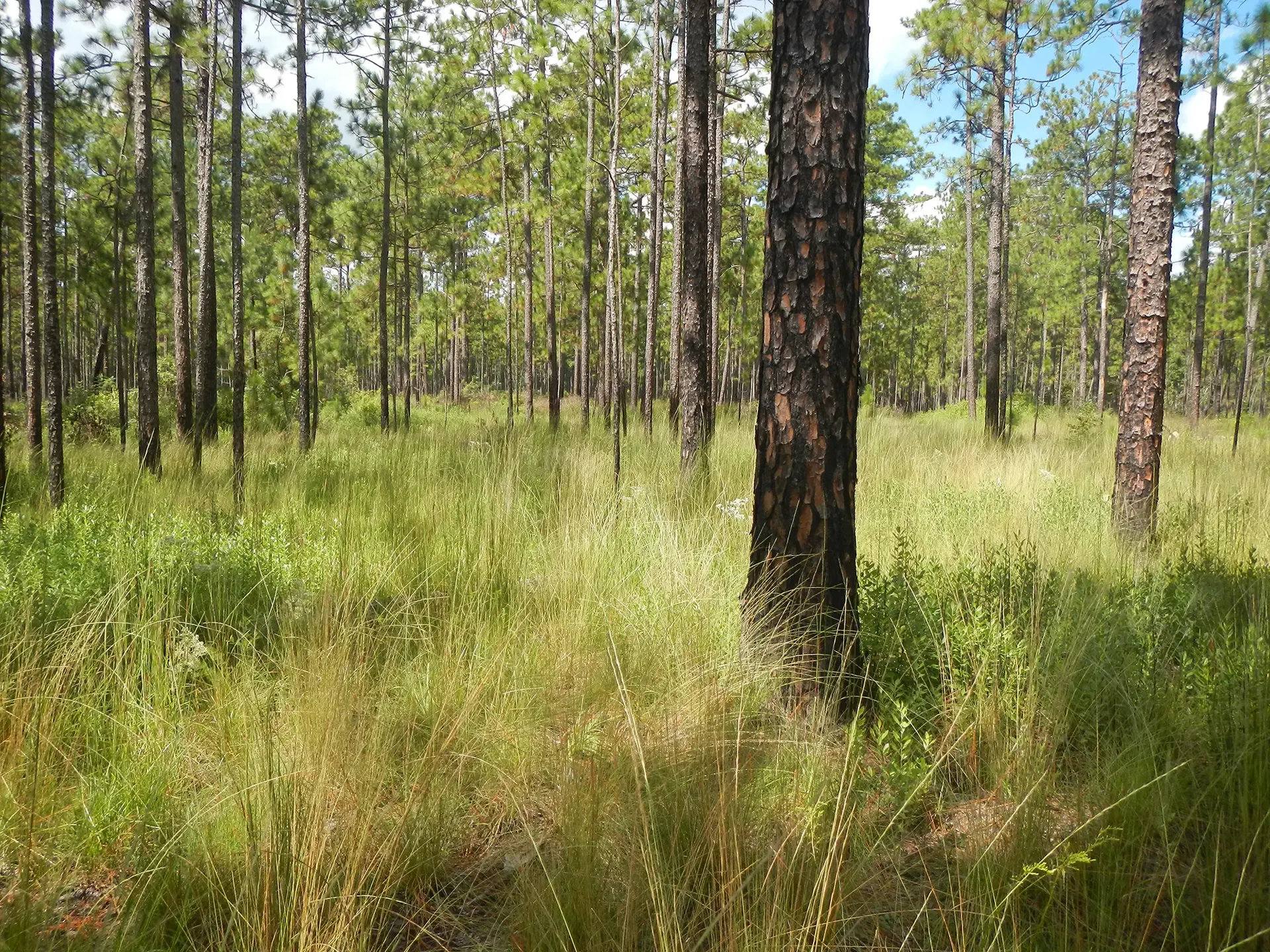 Longleaf forest (FL)-Shutterstock