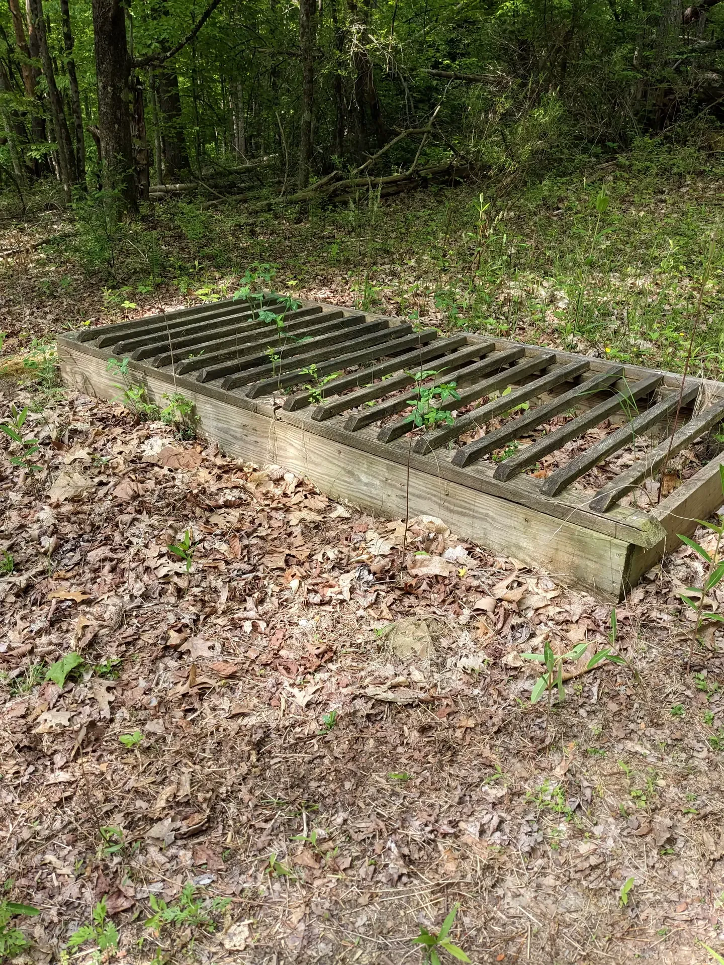 Red clover box