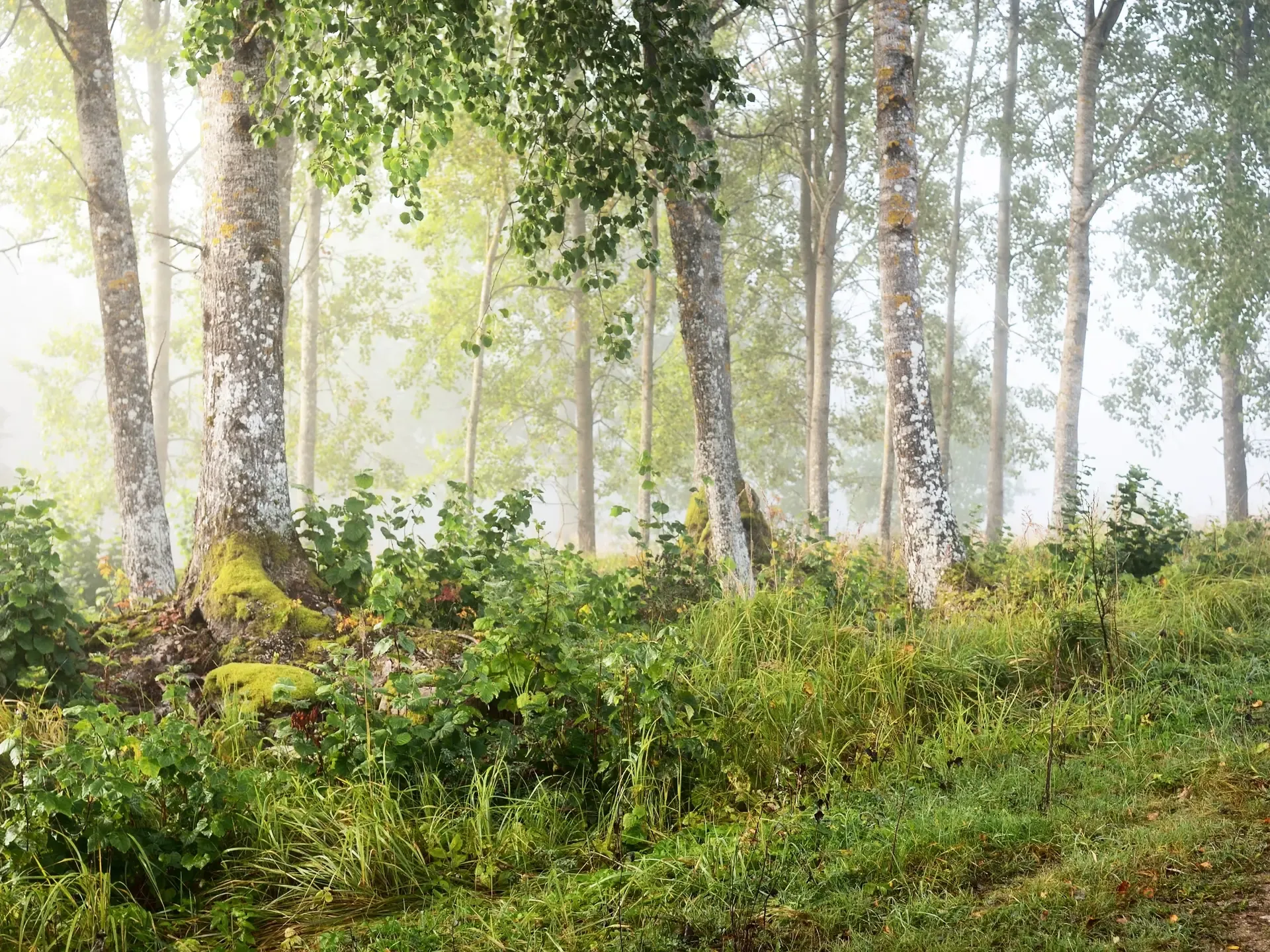 Woodlands Image RFMA