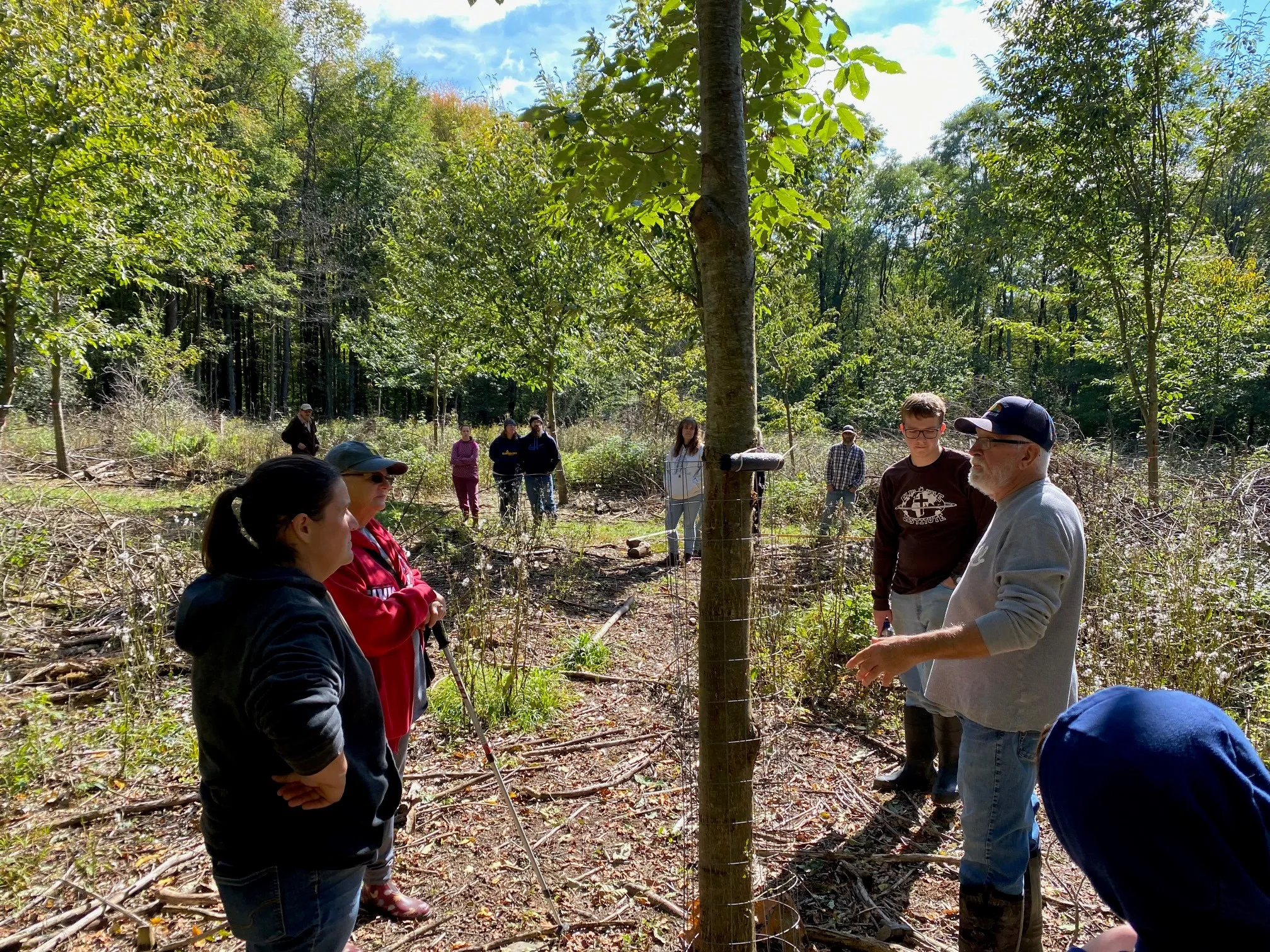 Chestnut Orchard Woods Walk