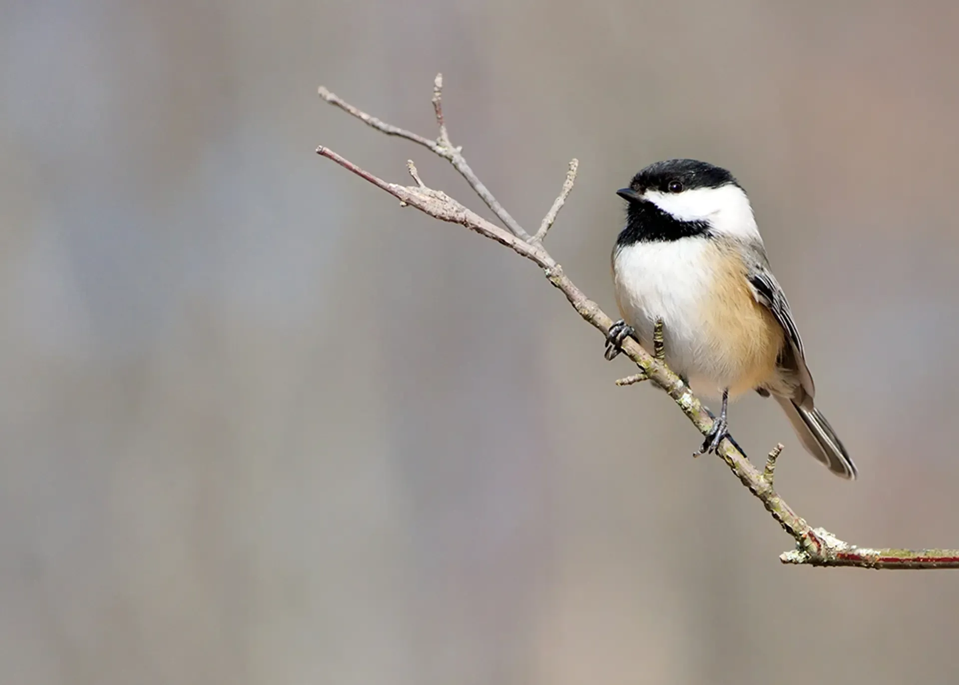 Black capped chickadee - shutterstock