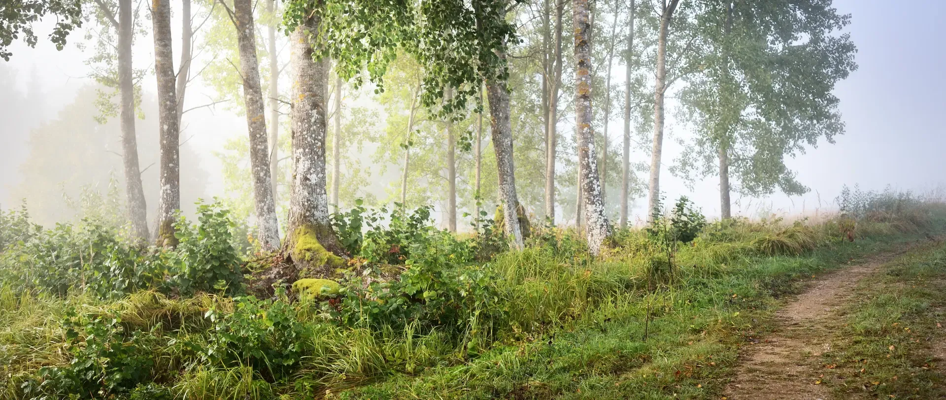 Woodland Image RFMA Long