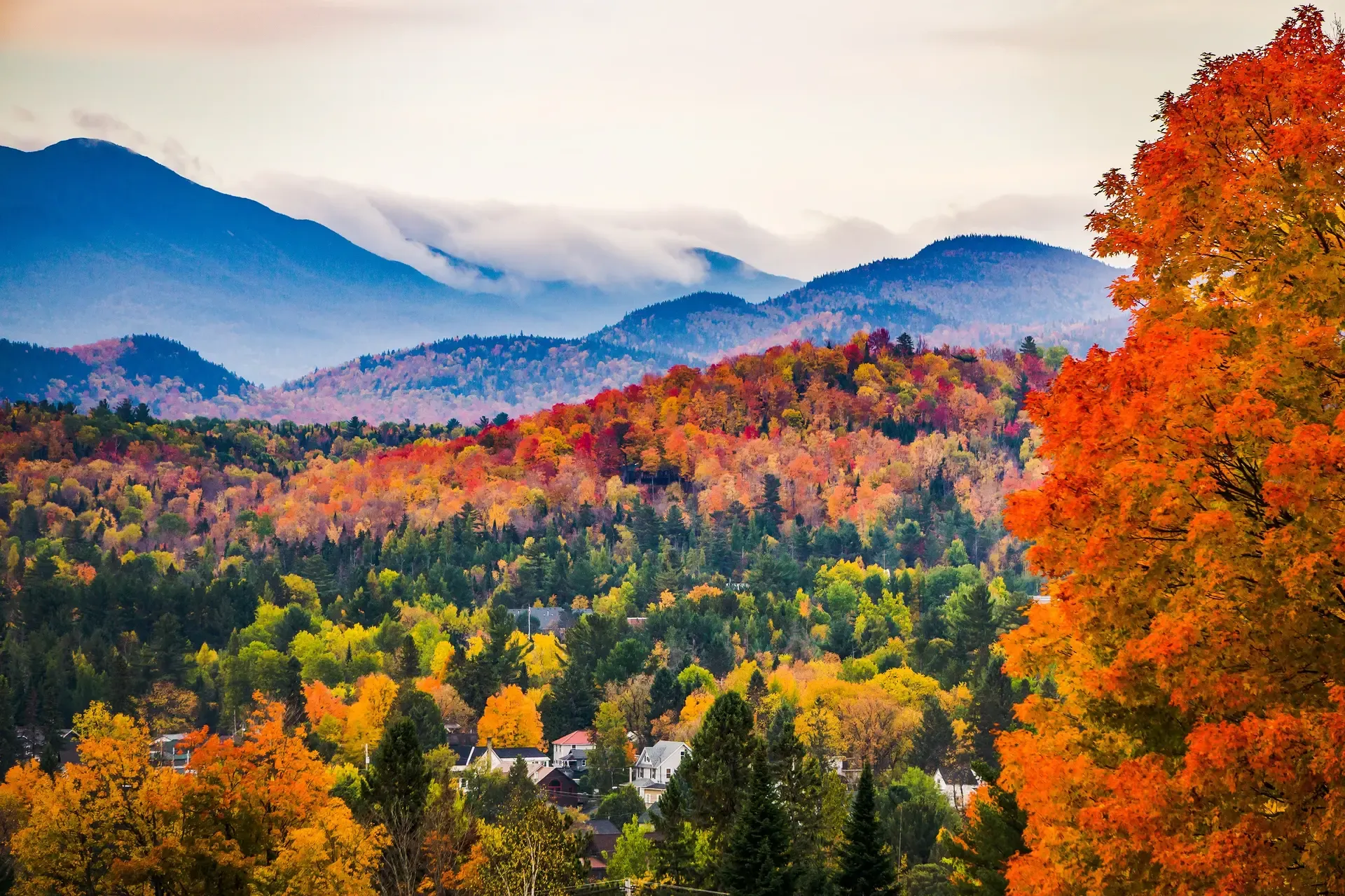 New England Woodlands