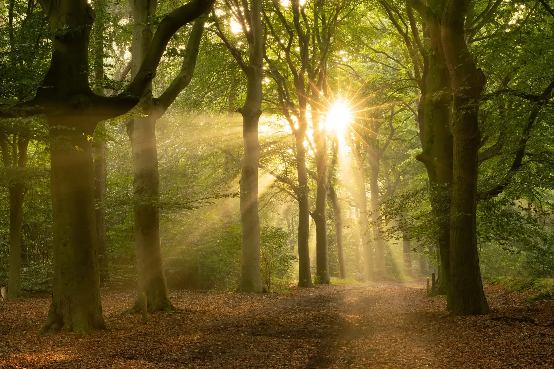 Forest Sunbeam