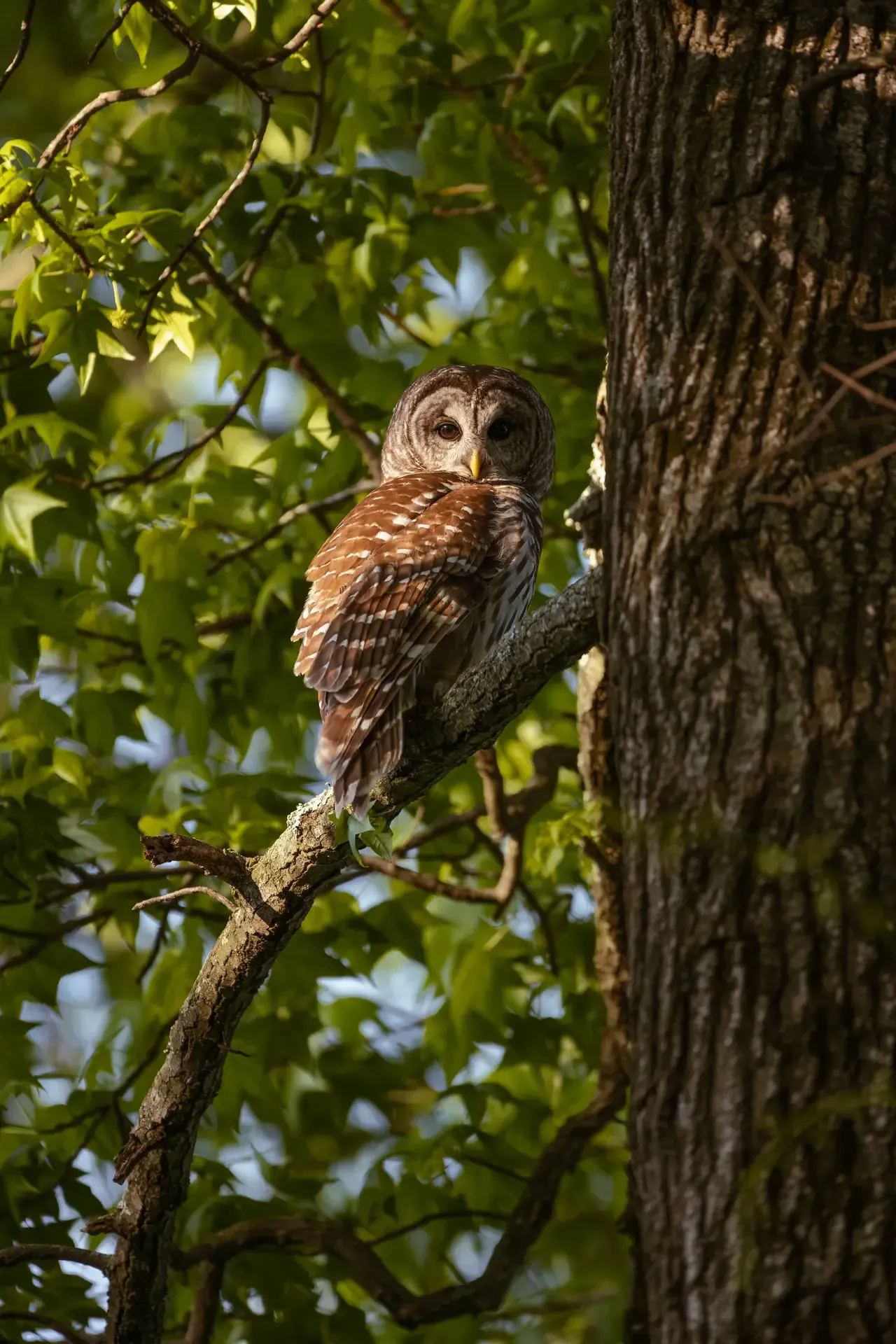Barred Owl