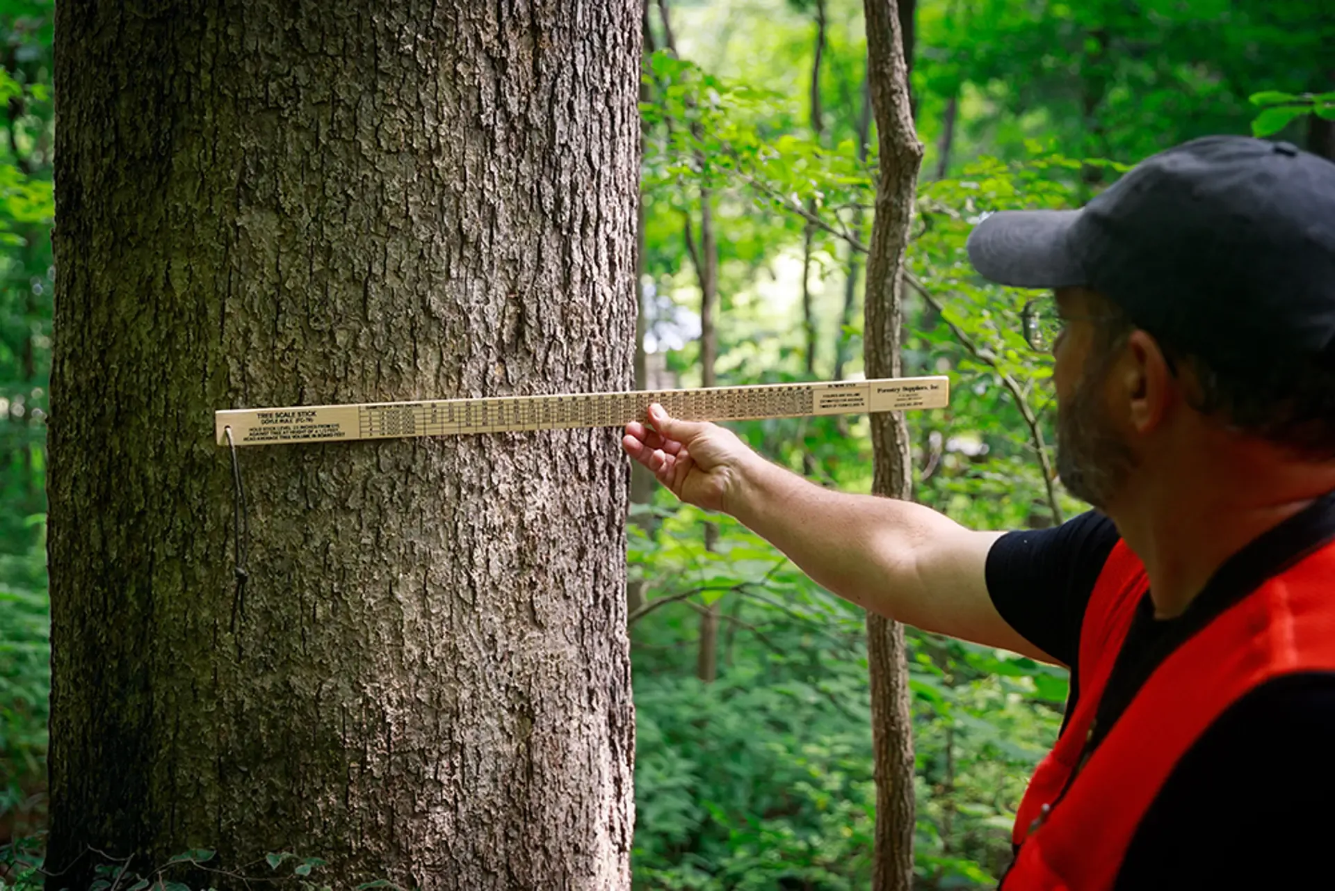 Forester working with white oak
