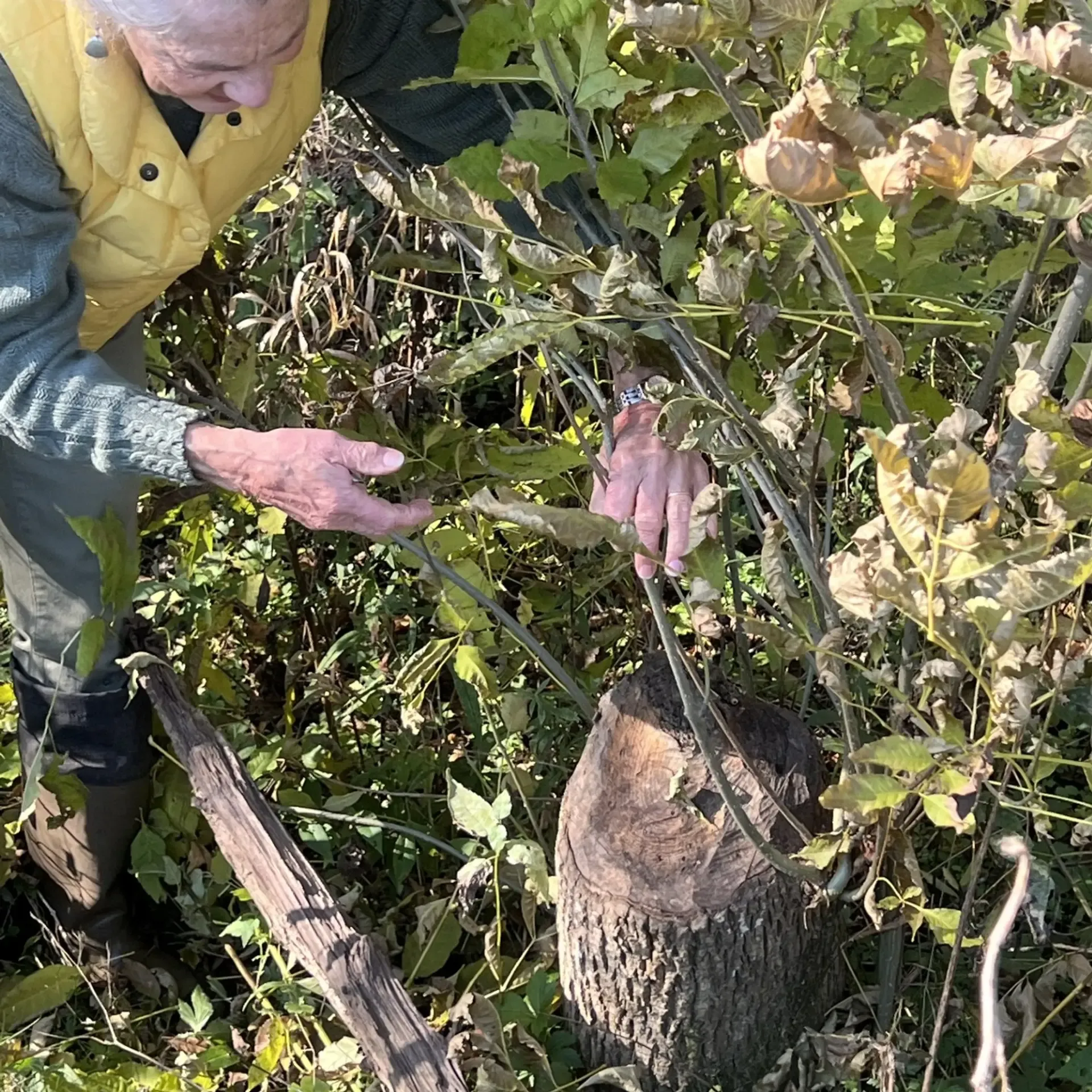 Kathy and Beaver Stump