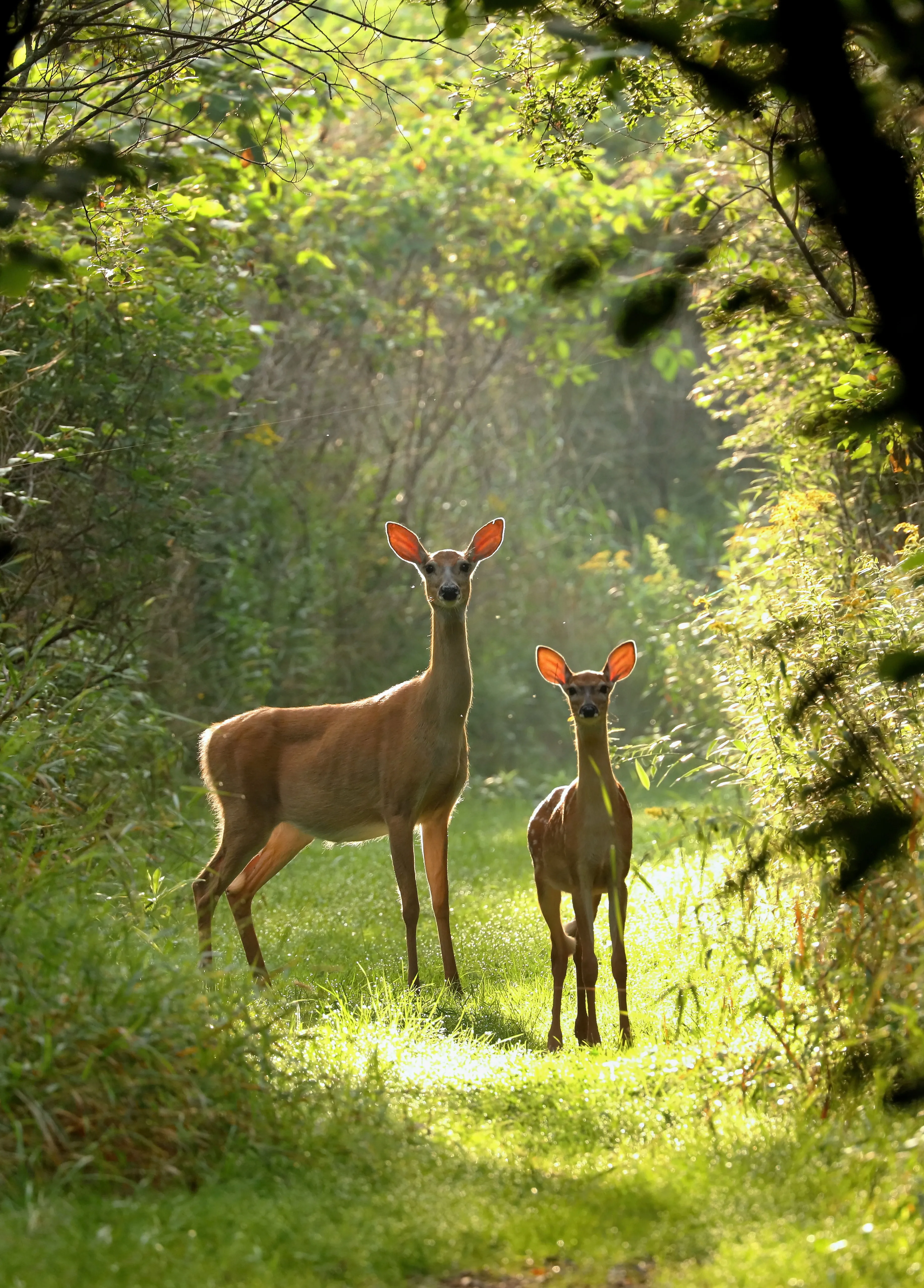 Deer in Tunnel