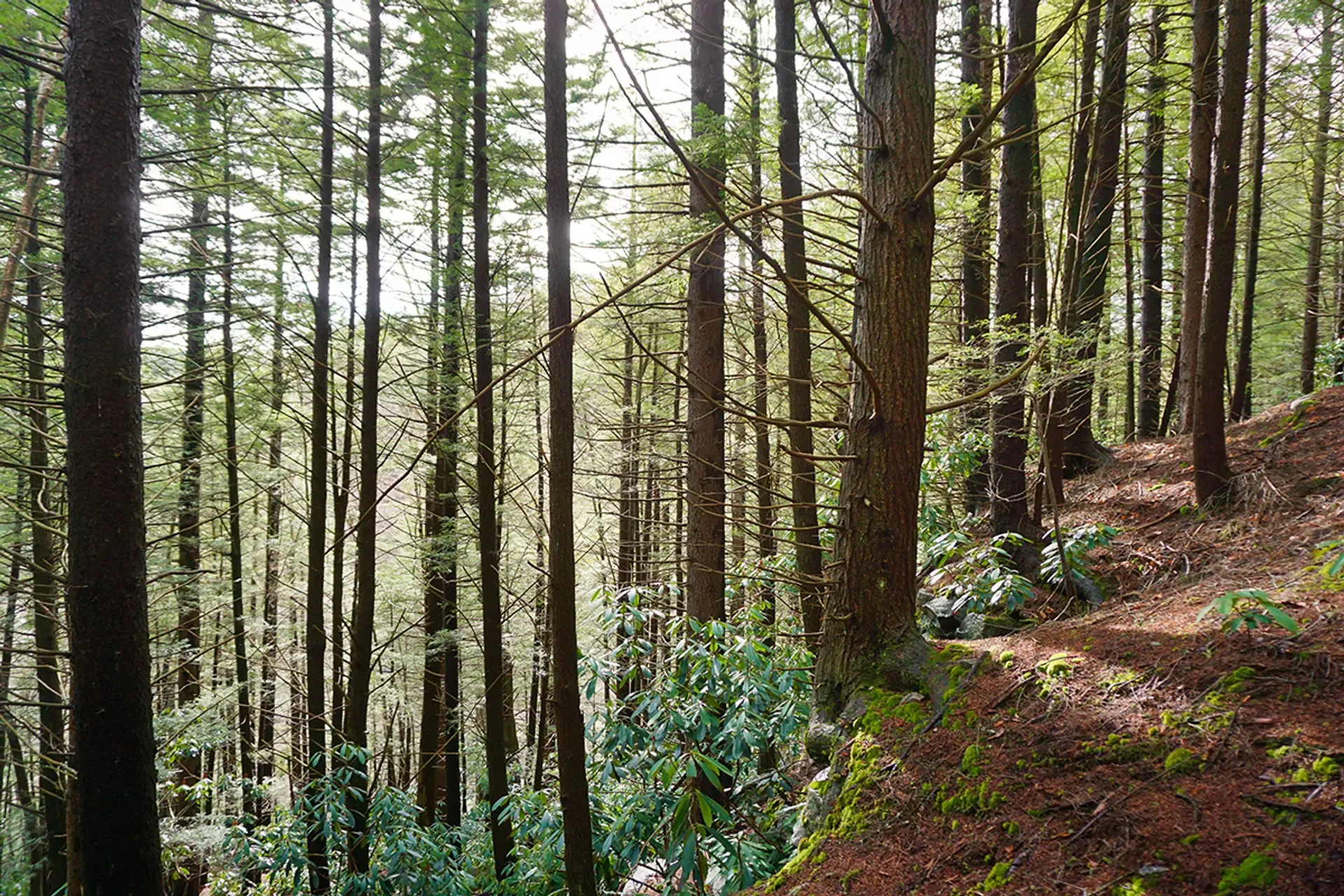 Forest in West Virginia