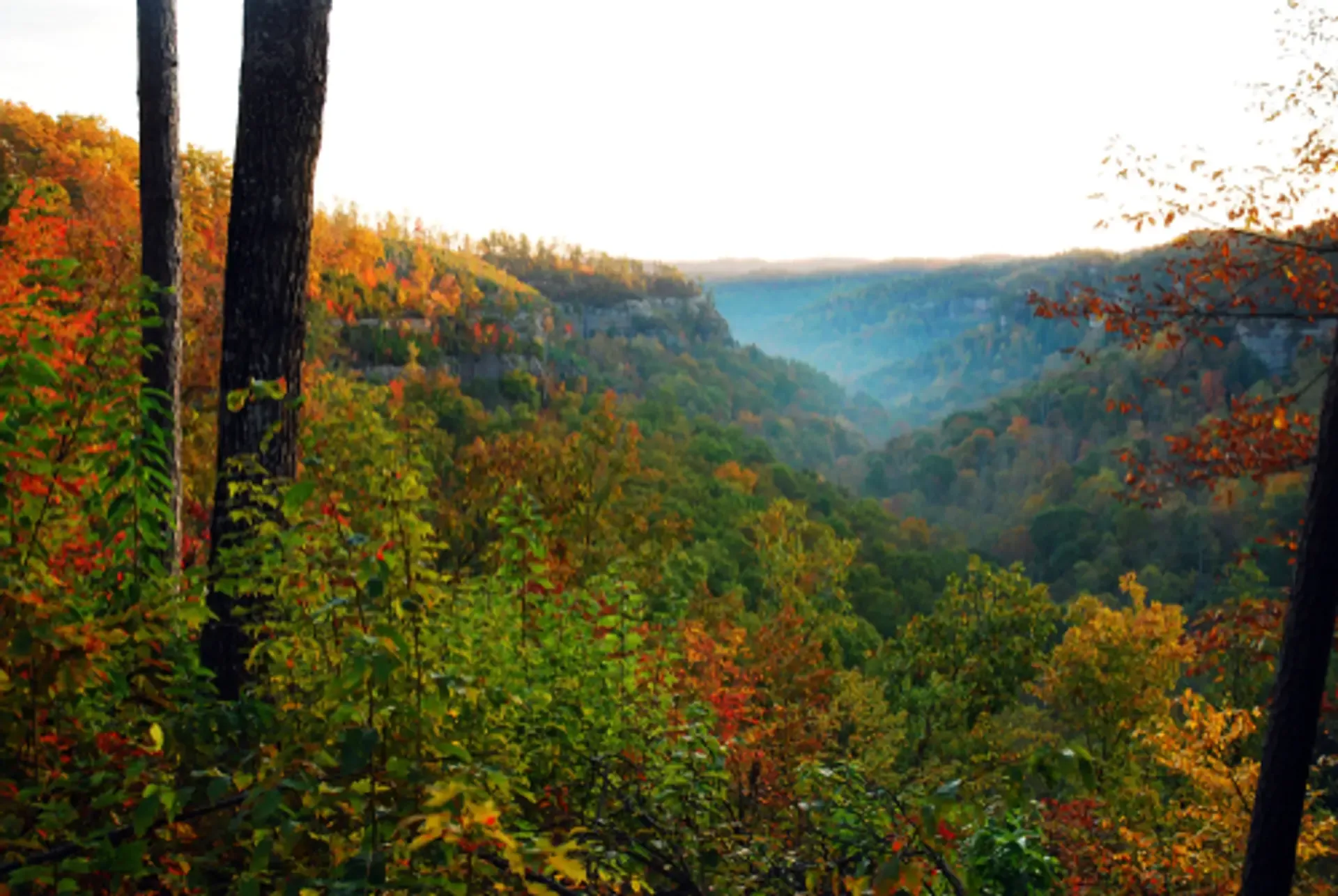 KY Forest