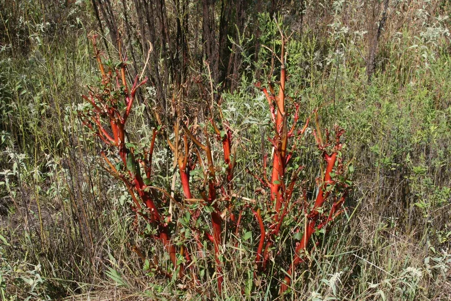 Pokeweed AFF