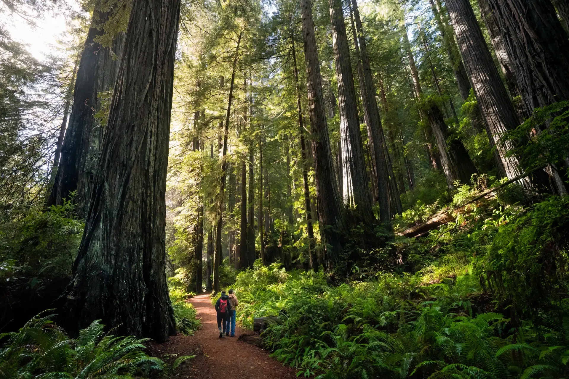 Redwoods